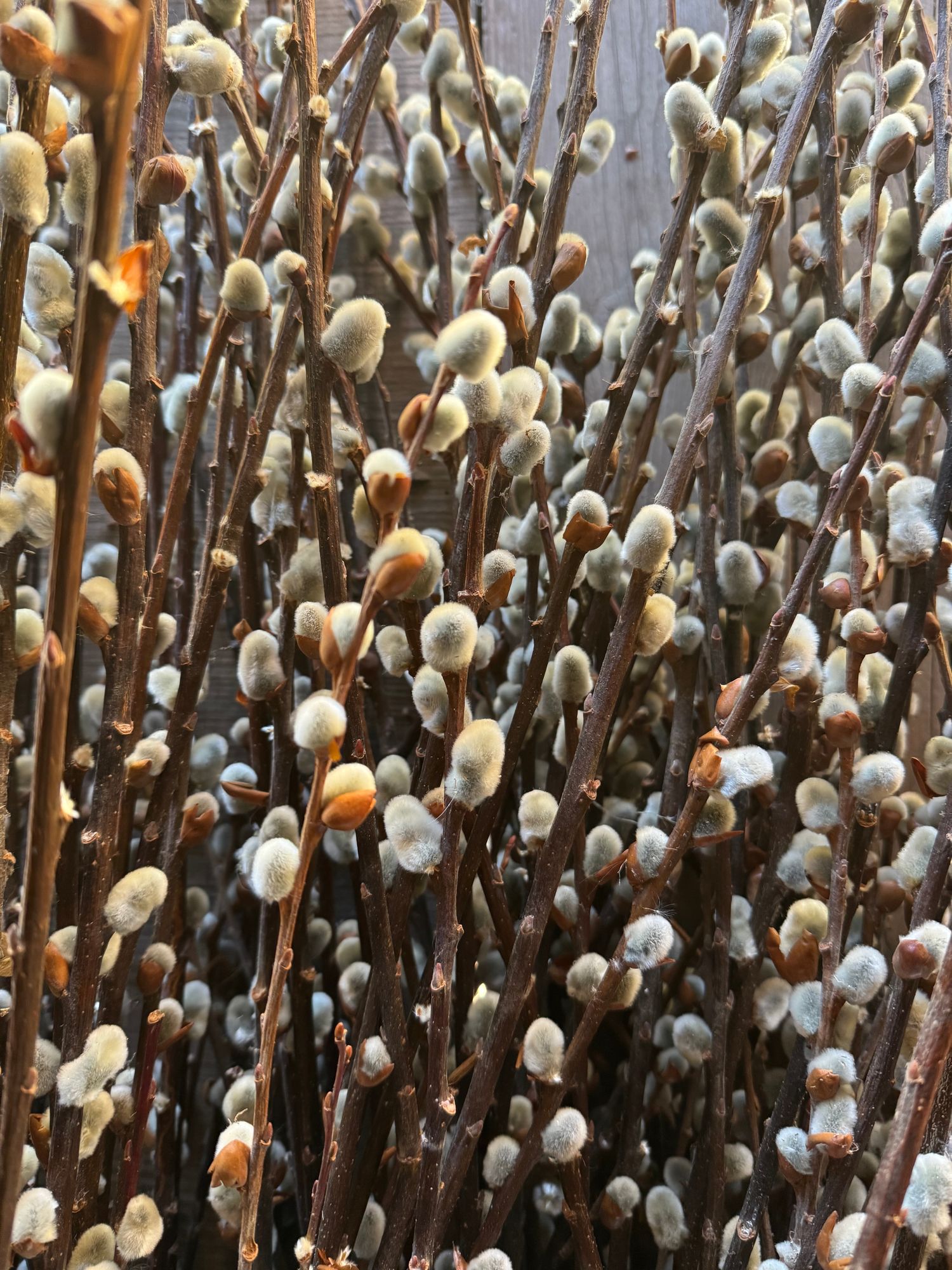 SALIX discolor