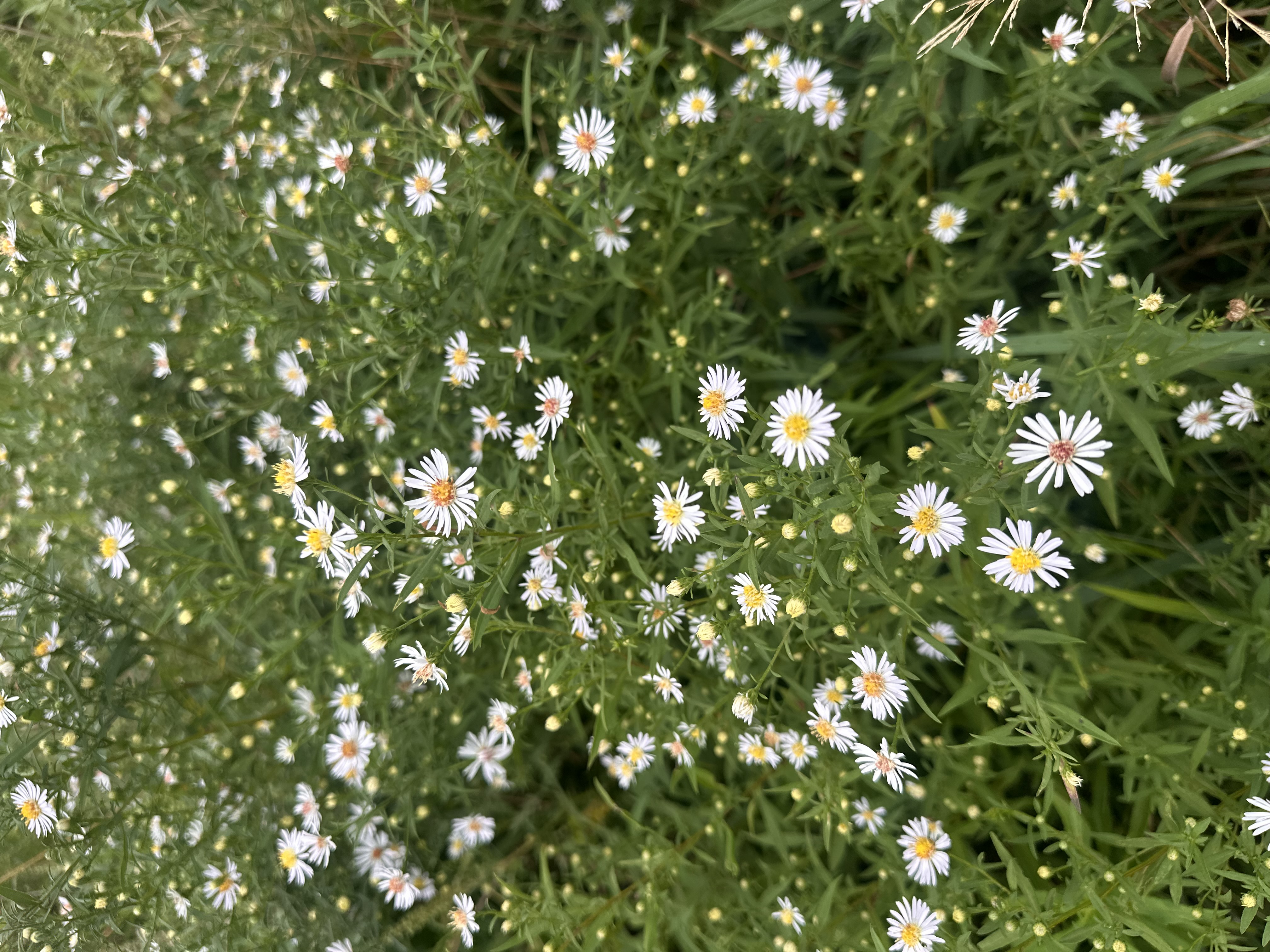 SYMPHYOTRICHUM lateriflorum