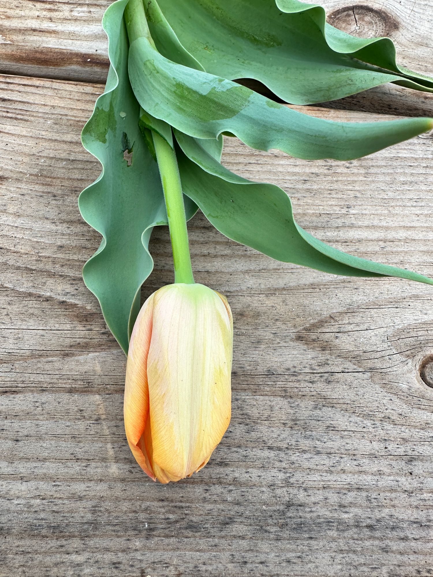 TULIPA