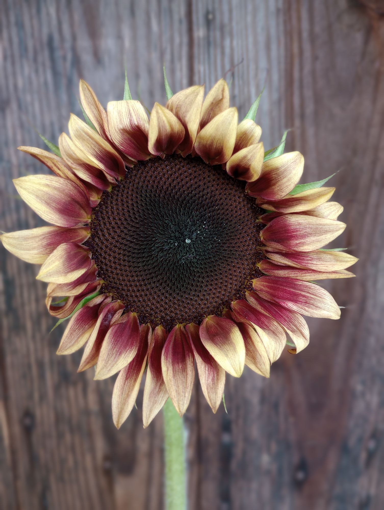 HELIANTHUS annuus ProCut Plum