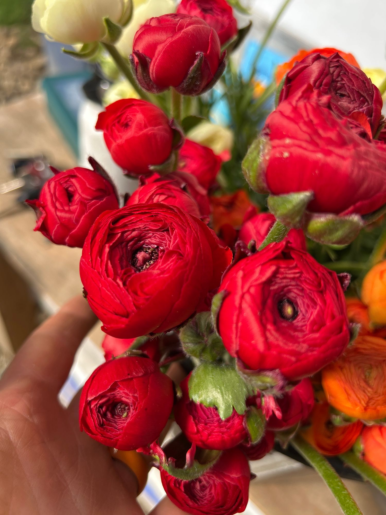 RANUNCULUS Elegance Rosa