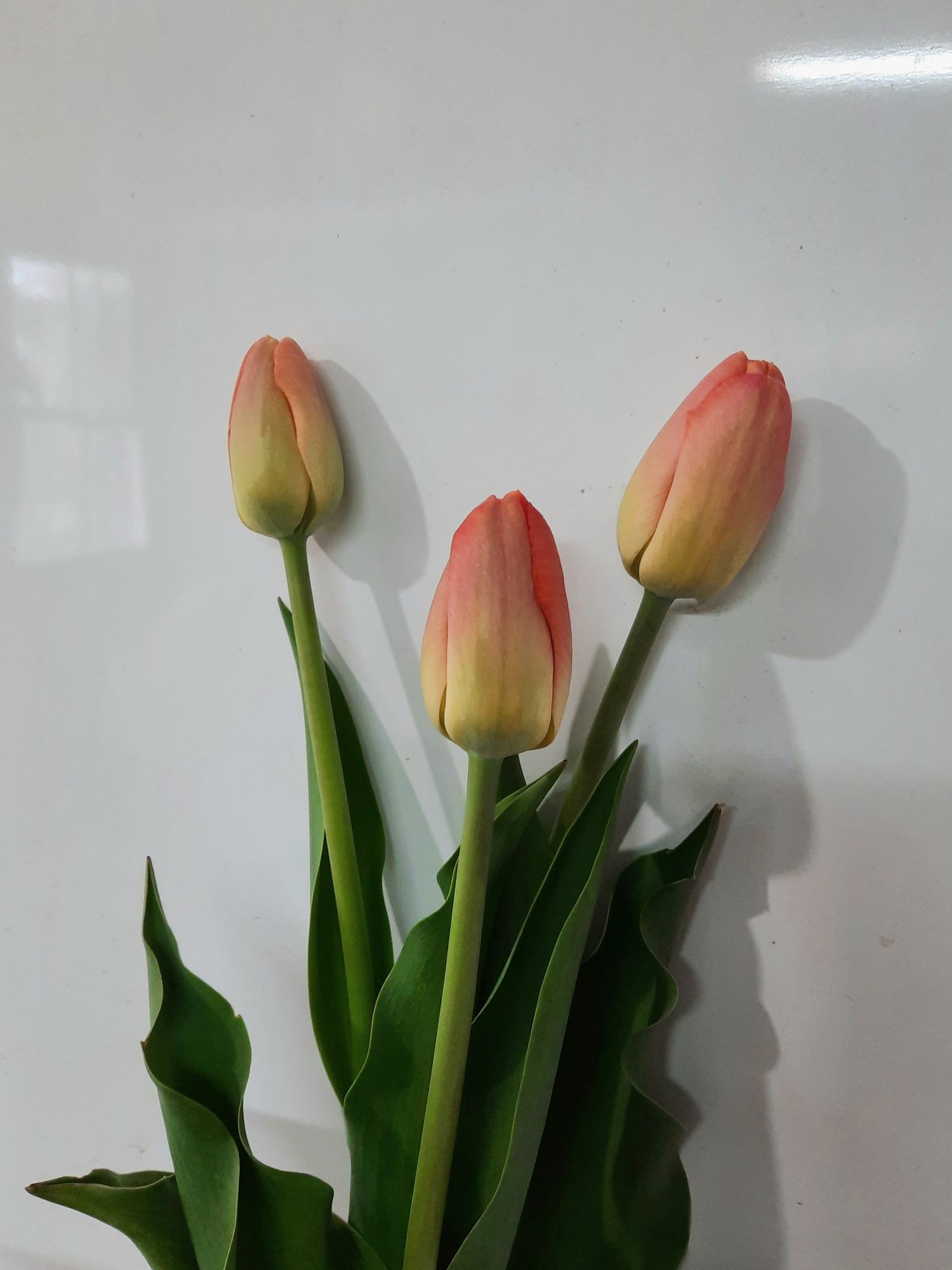 TULIPA Kunyun