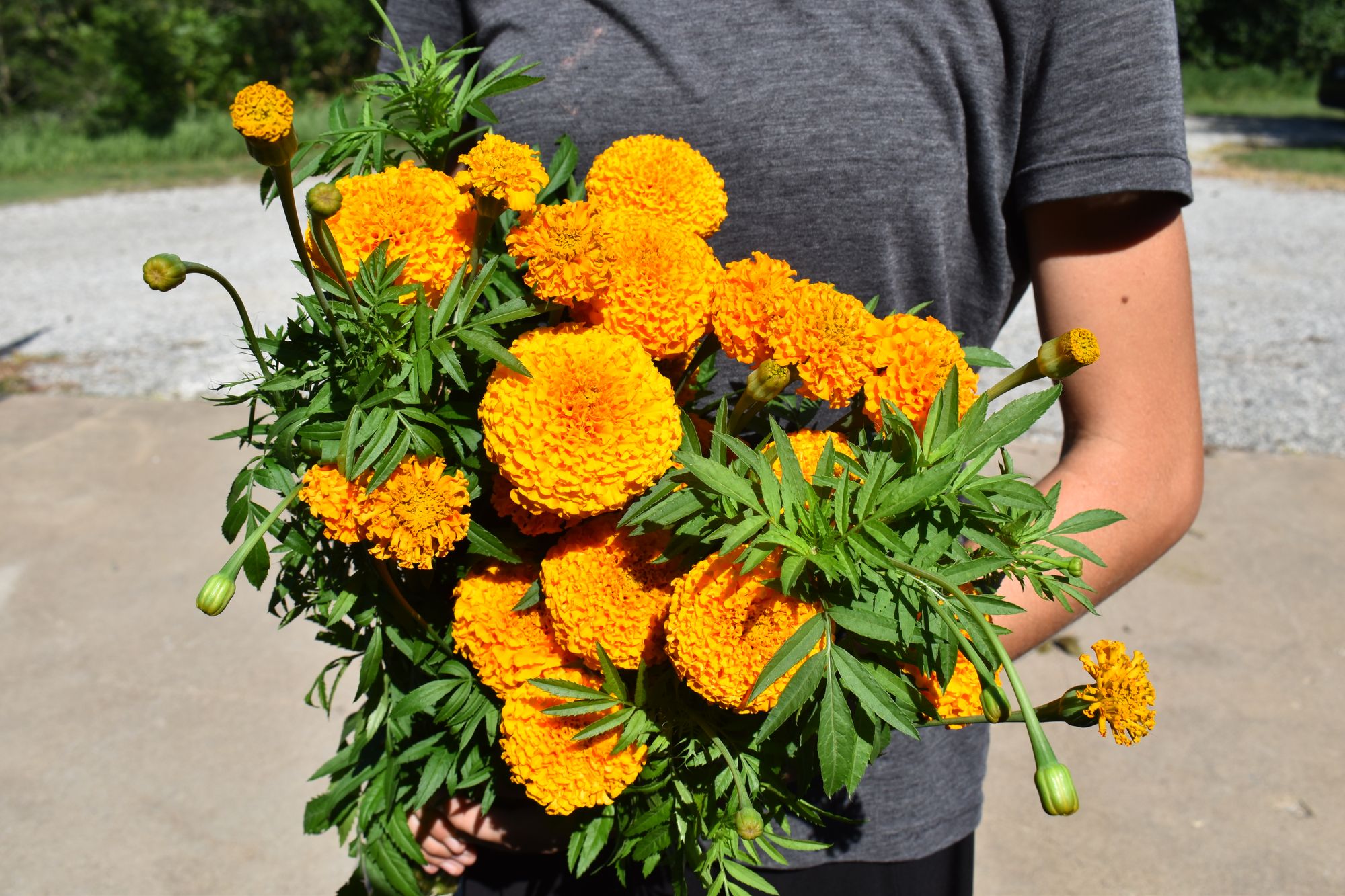 TAGETES erecta
