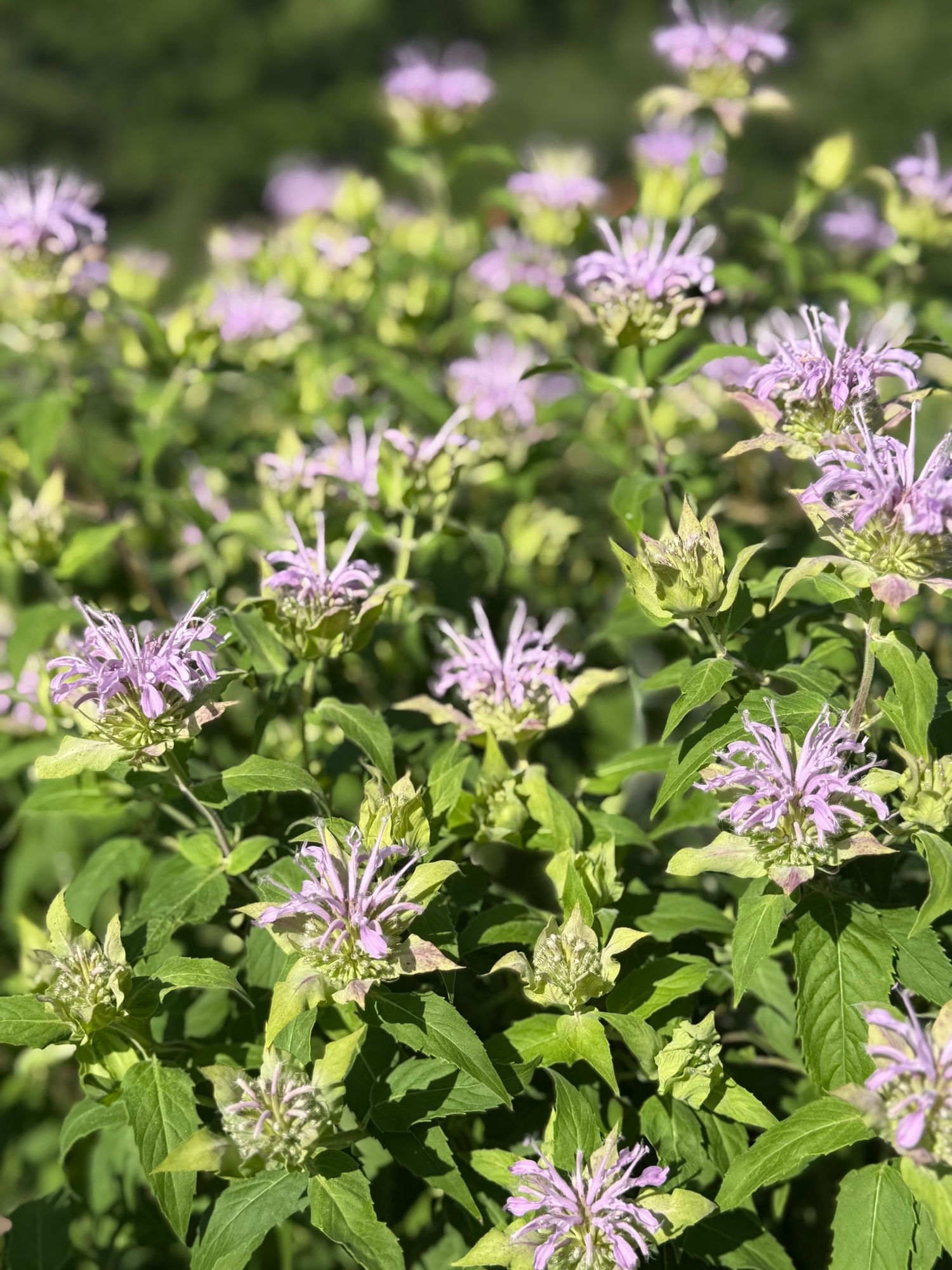 MONARDA x Bergamo
