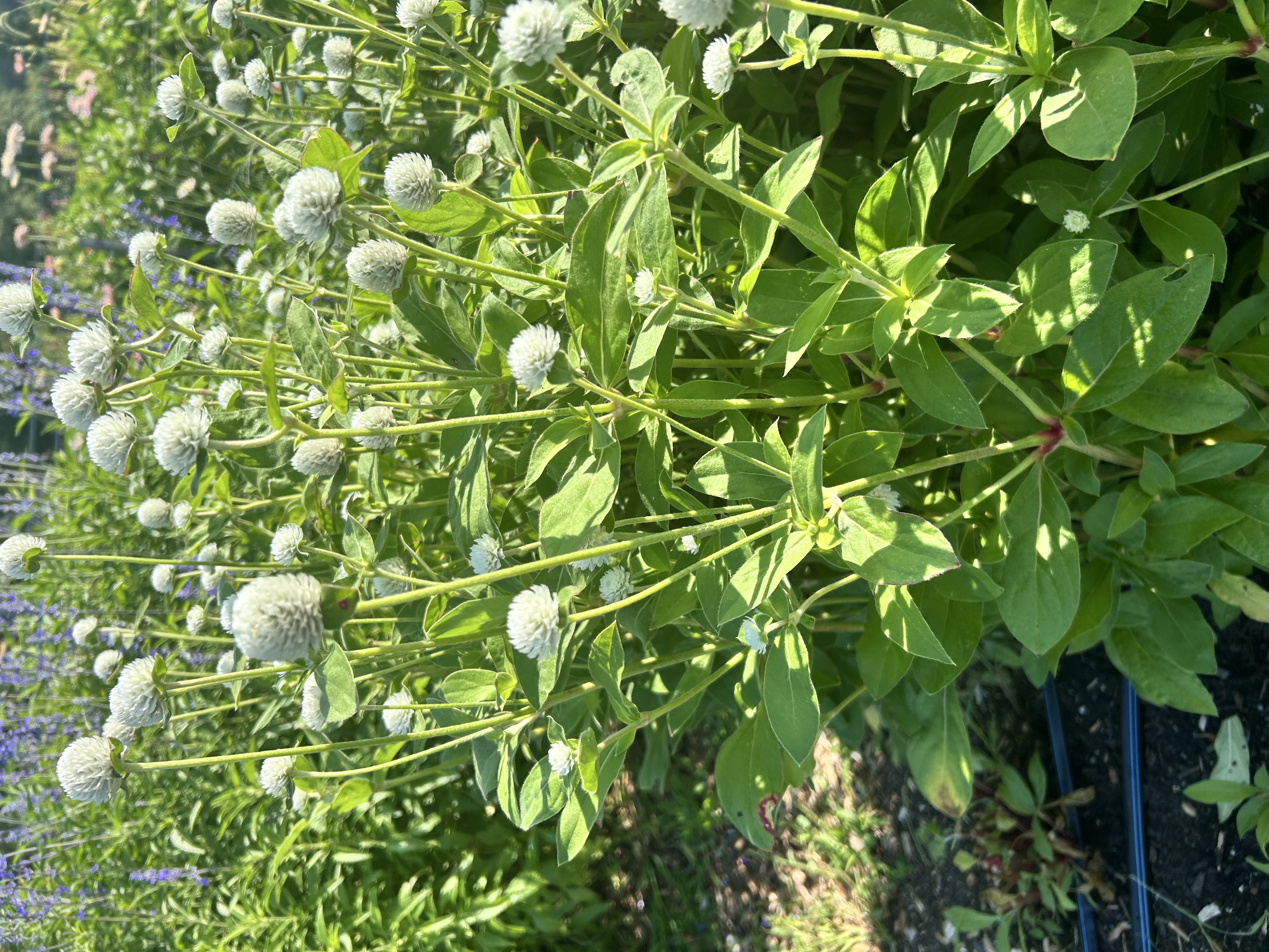 GOMPHRENA haageana