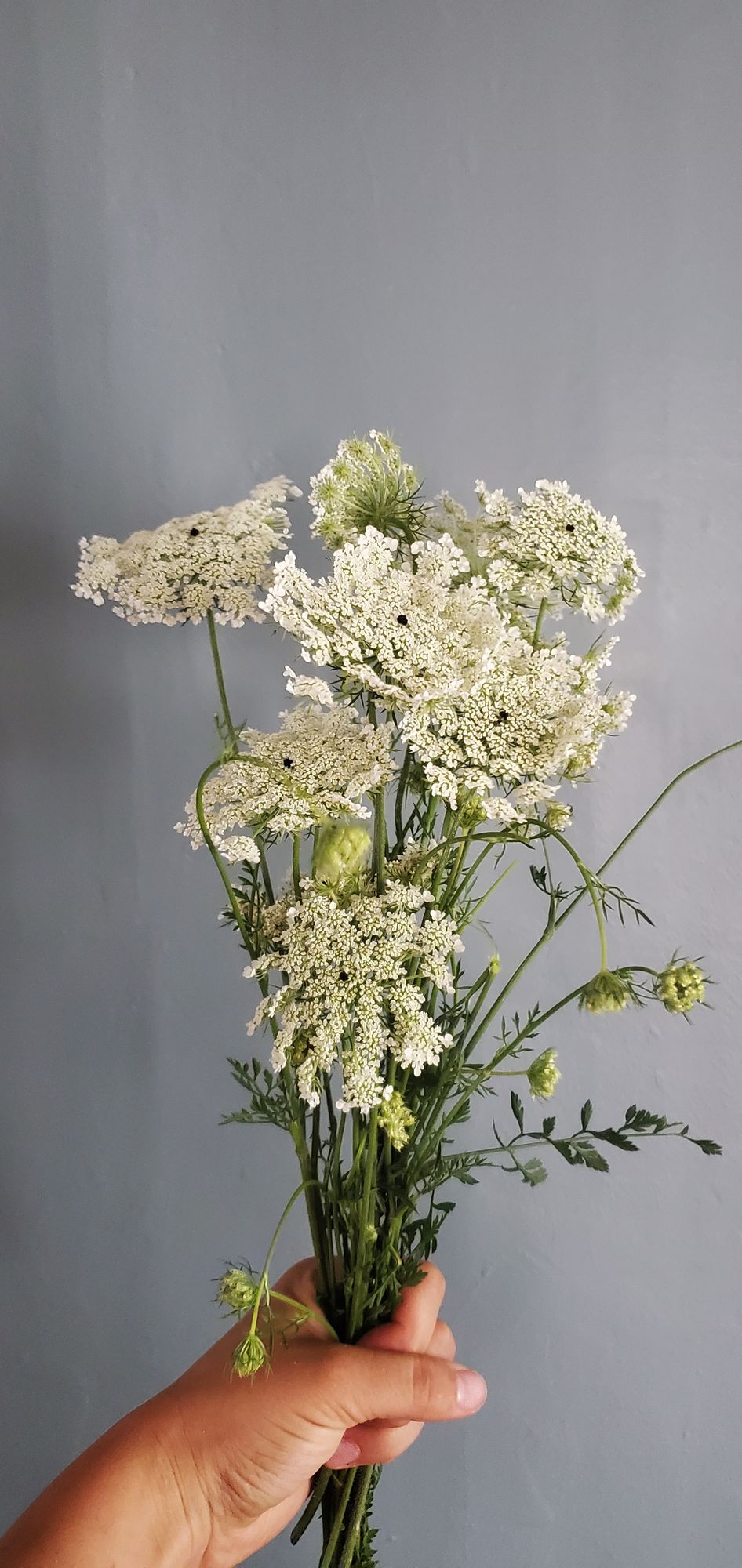 AMMI majus