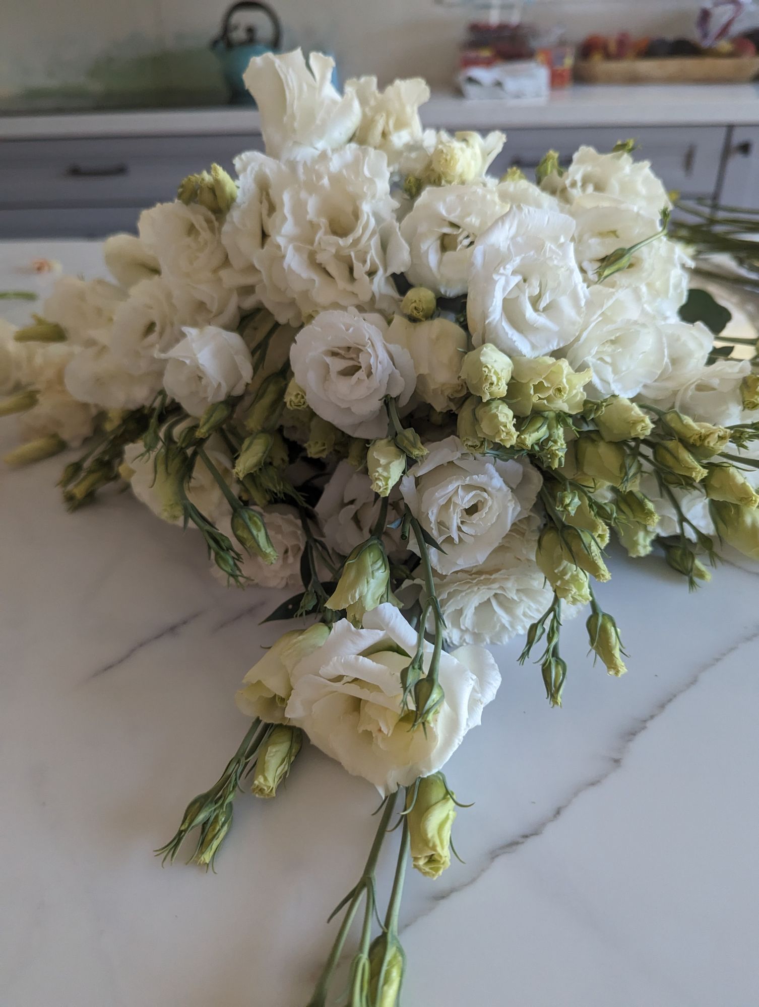 EUSTOMA grandiflorum Megalo White