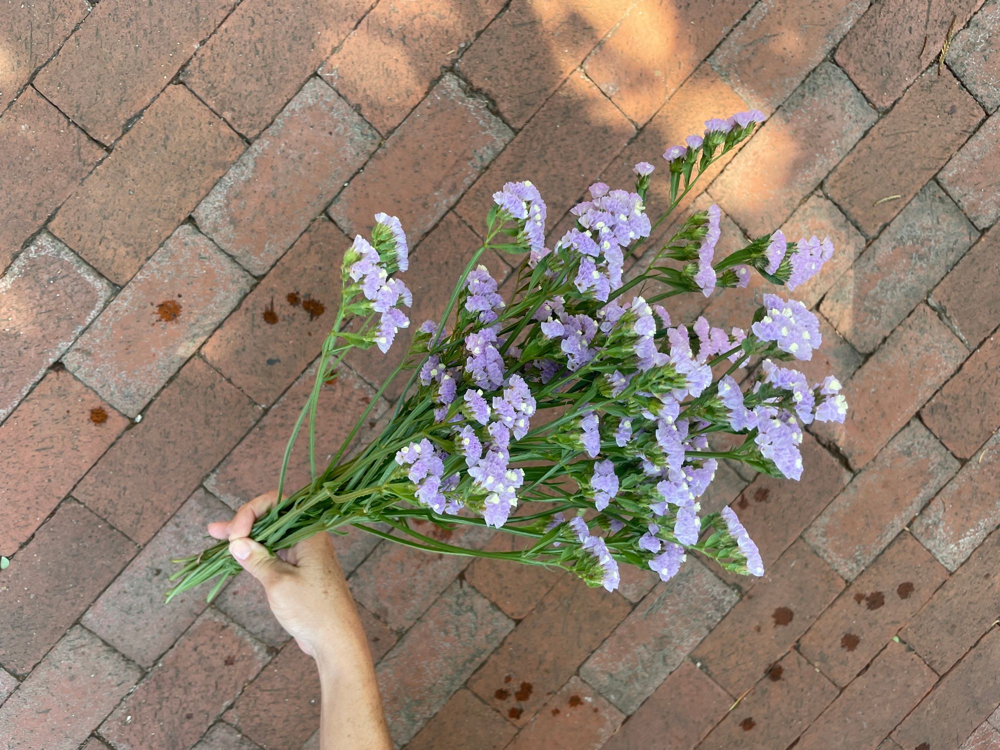 LIMONIUM sinuatum Pastel