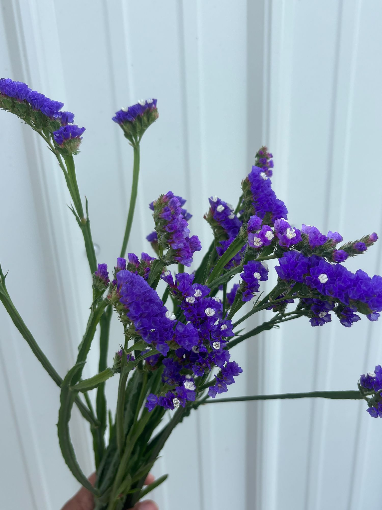 LIMONIUM sinuatum QIS