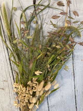 ORNAMENTAL GRASS