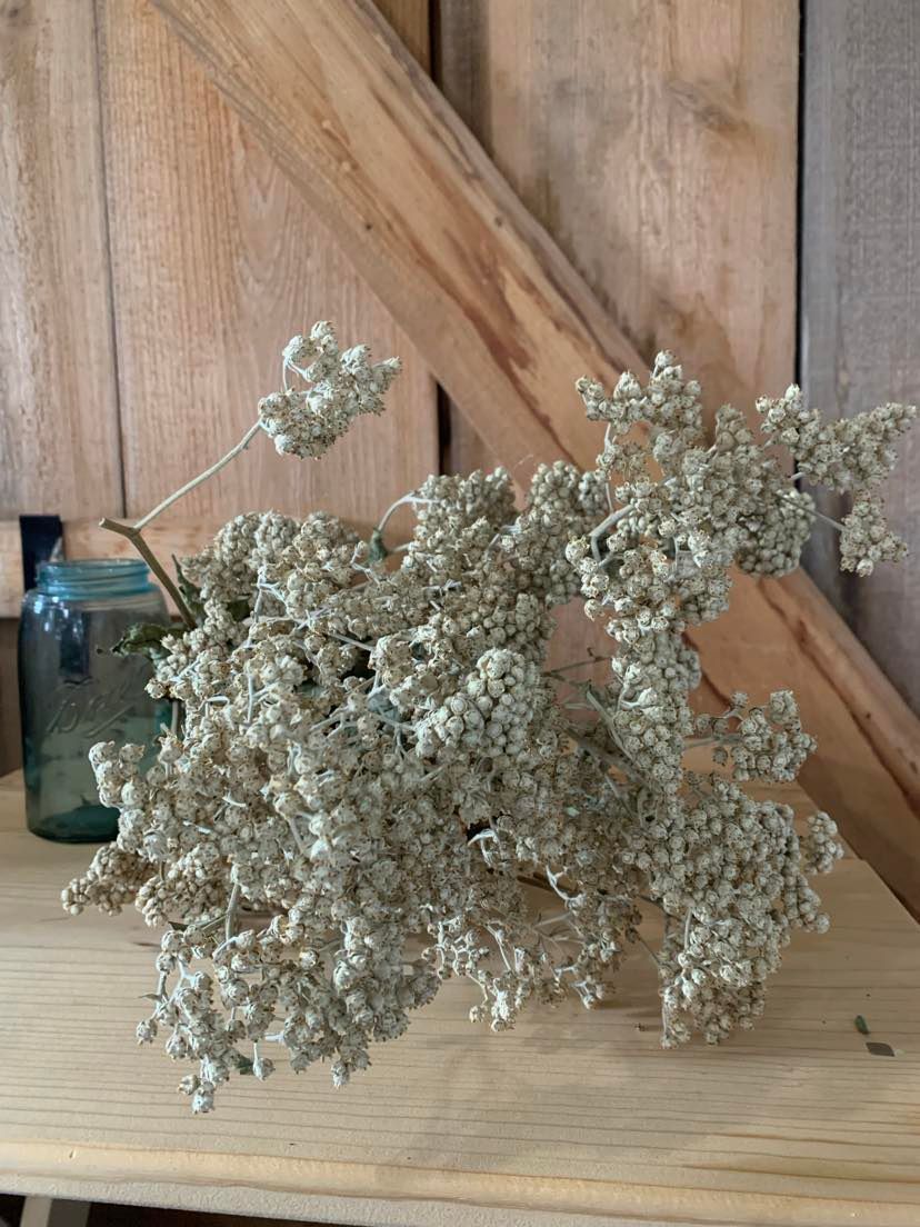 PARTHENIUM integrifolium