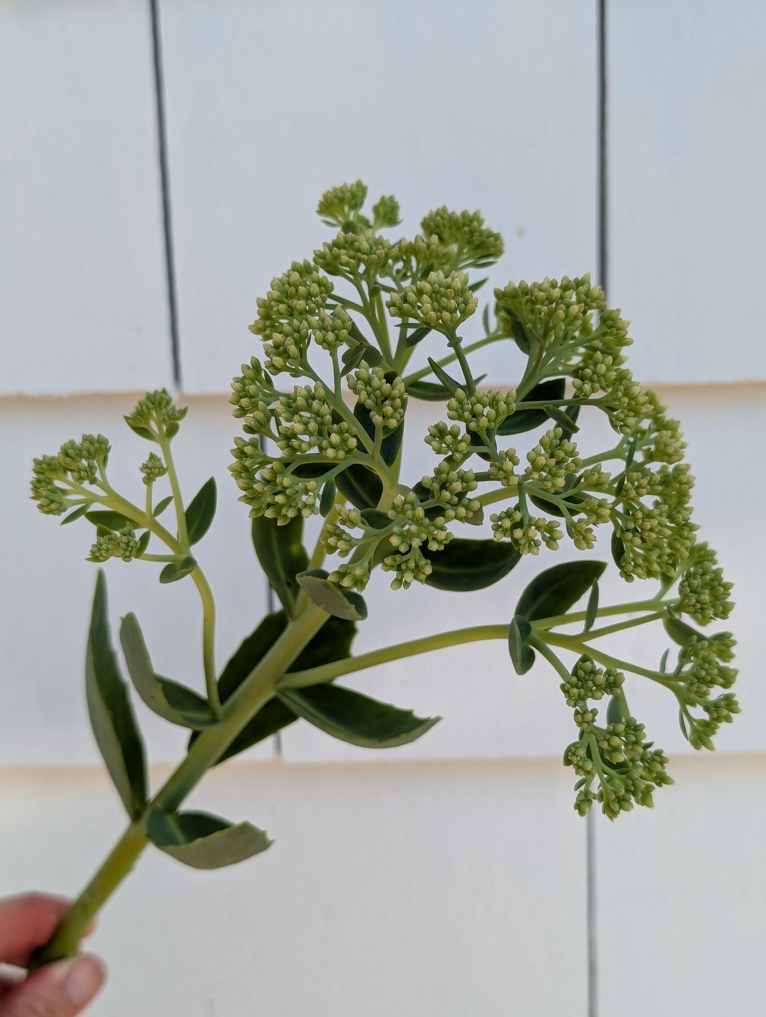 HYLOTELEPHIUM spectabile Autumn Joy