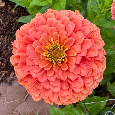 ZINNIA elegans Benary's Giant