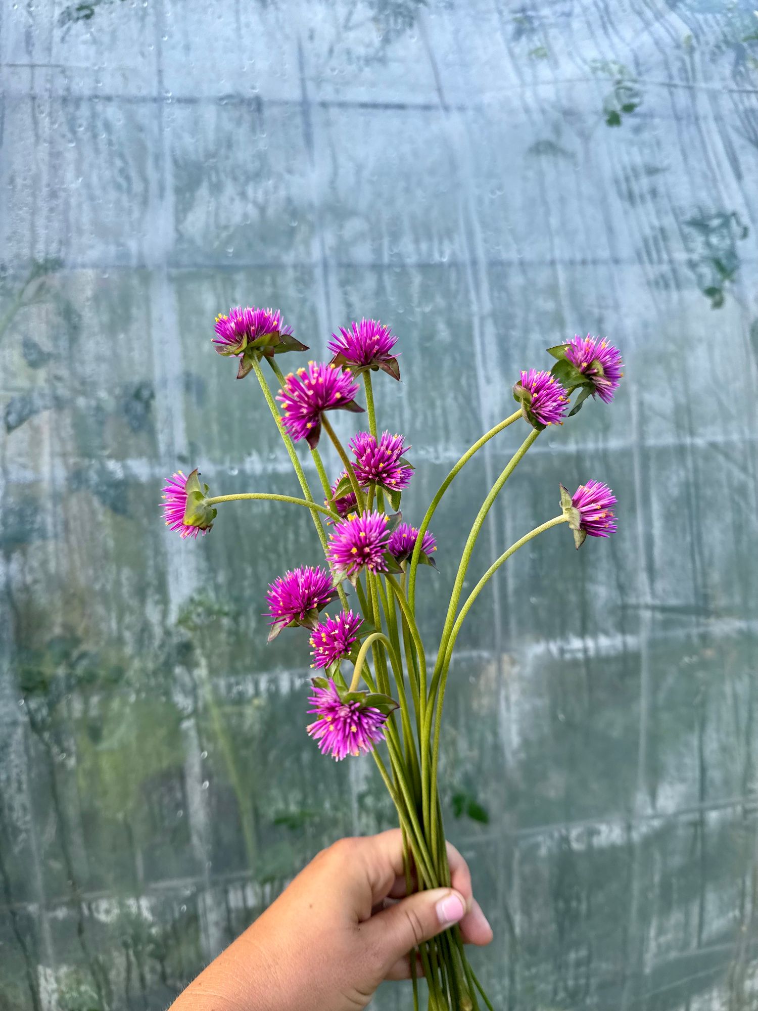 GOMPHRENA globosa Firework