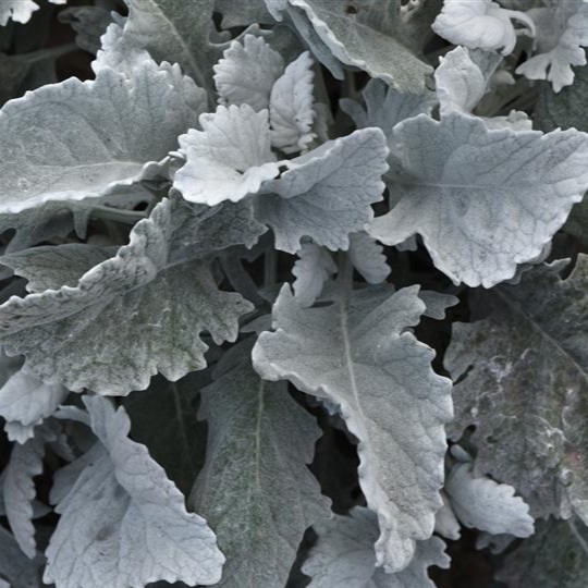 SENECIO cineraria New Look