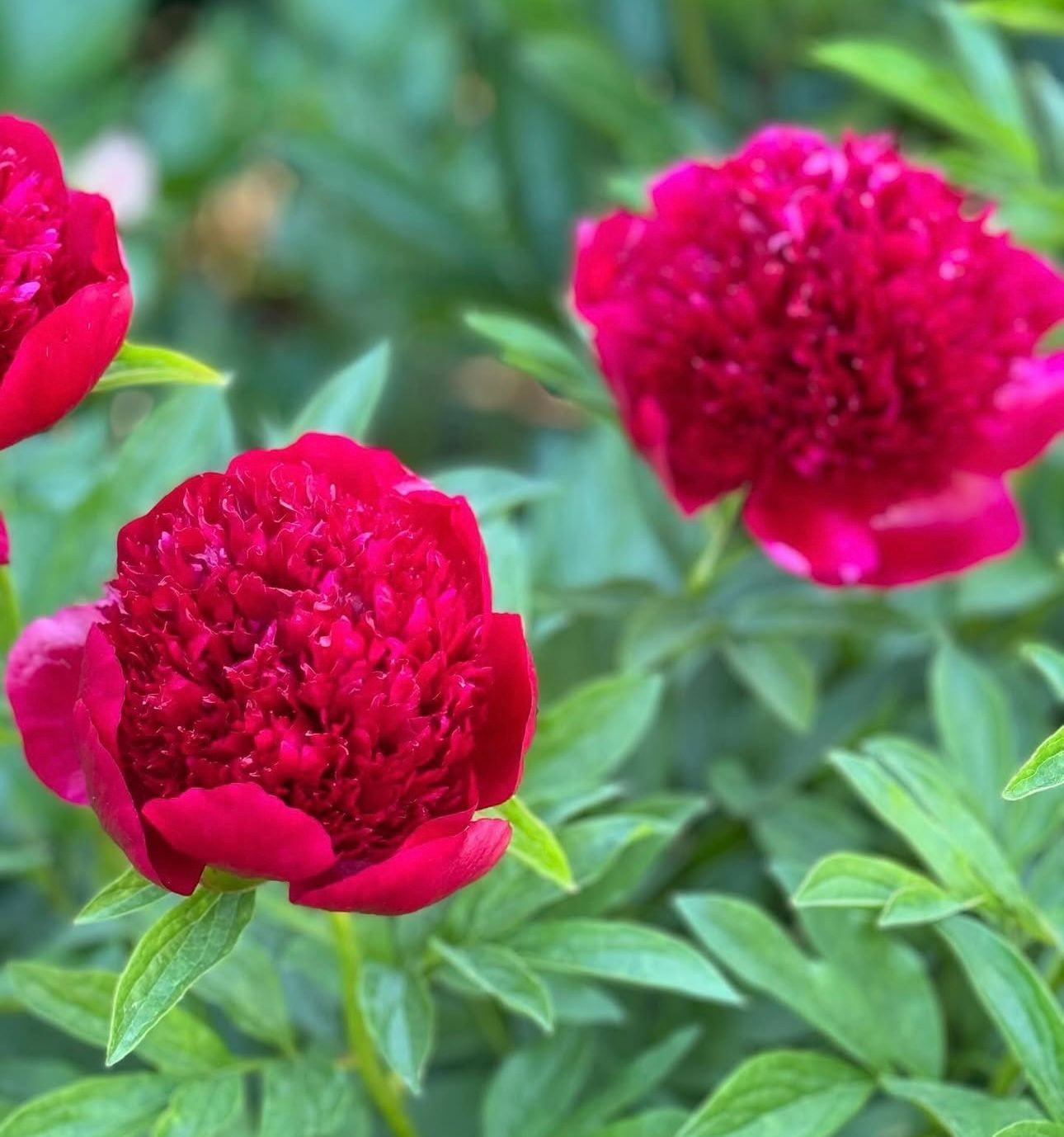 PAEONIA