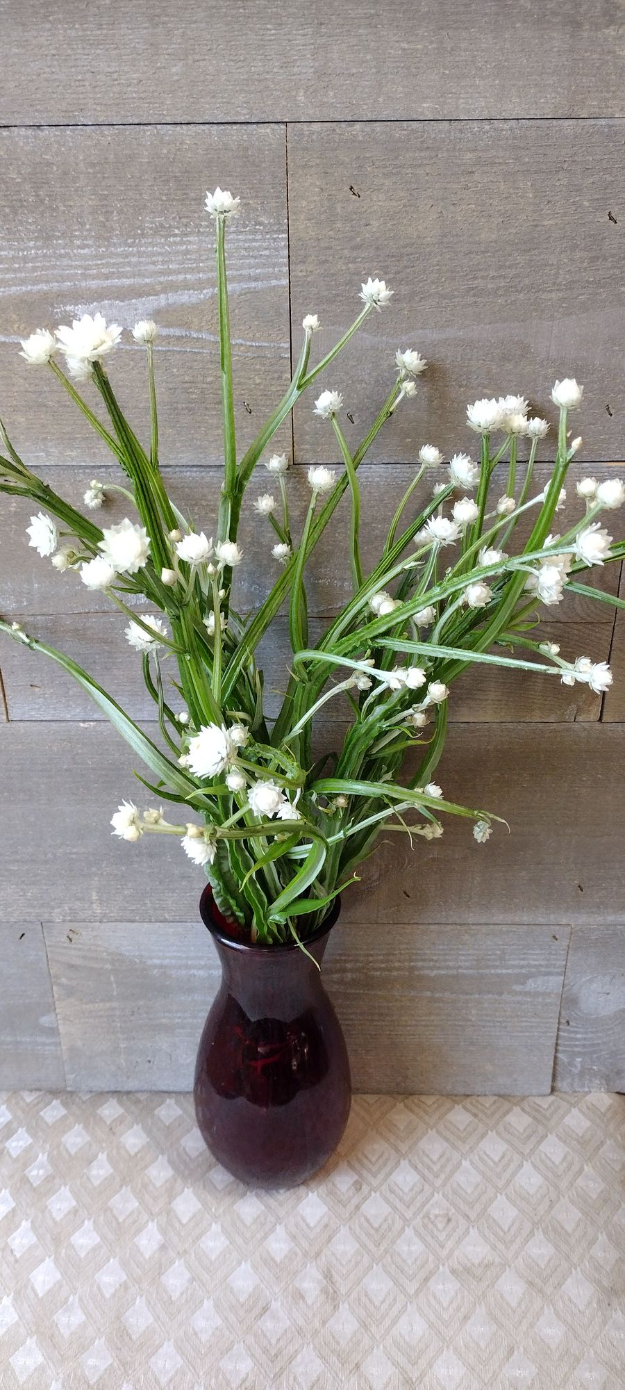 AMMOBIUM alatum