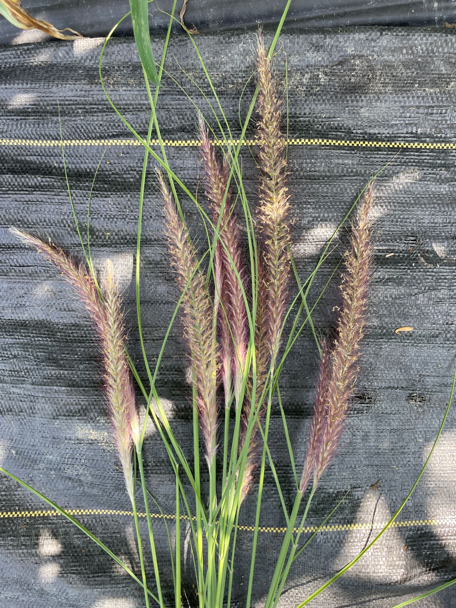 ORNAMENTAL GRASS