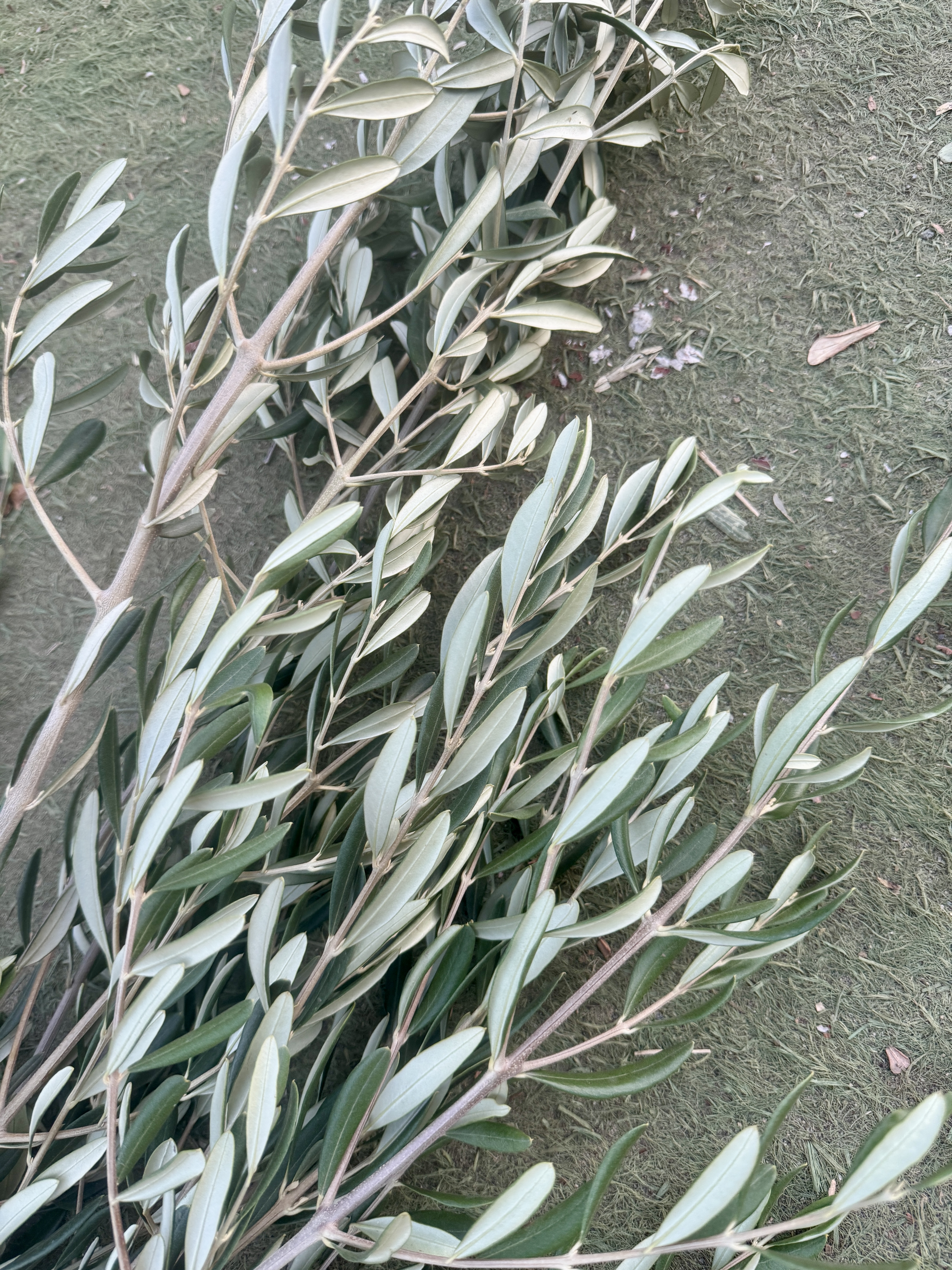 OLEA europaea