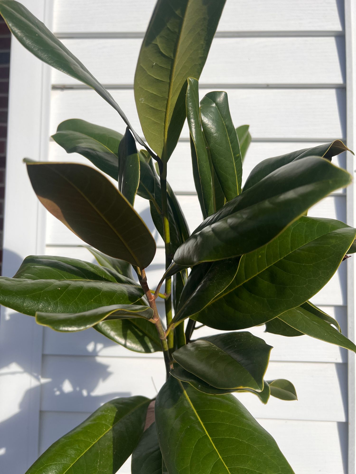 MAGNOLIA grandiflora