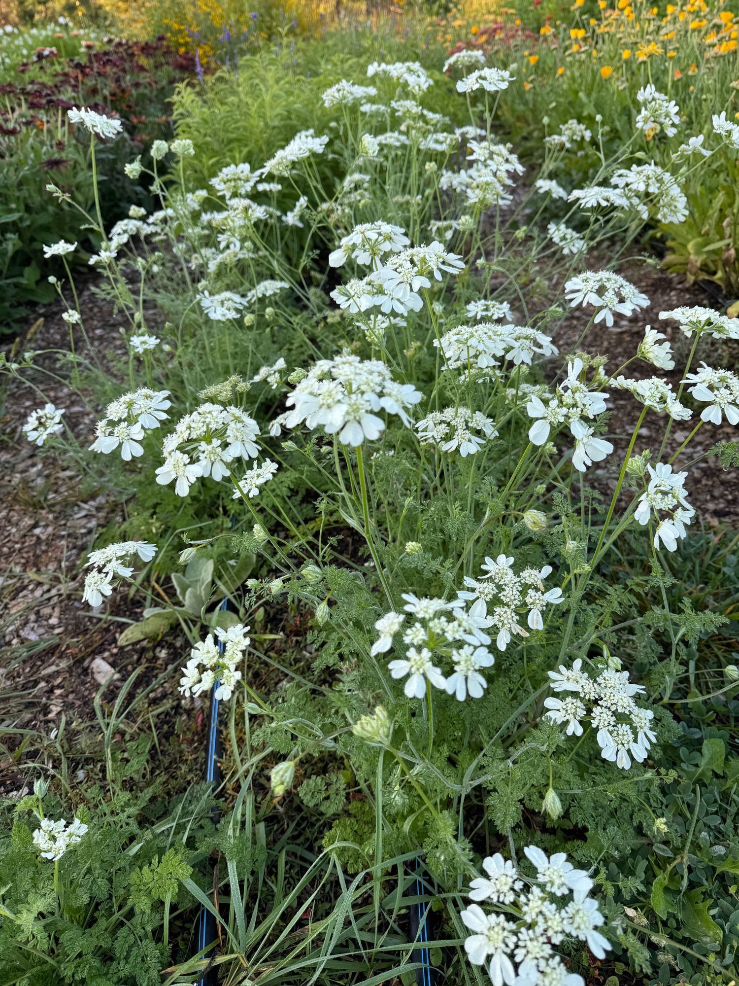 ORLAYA grandiflora