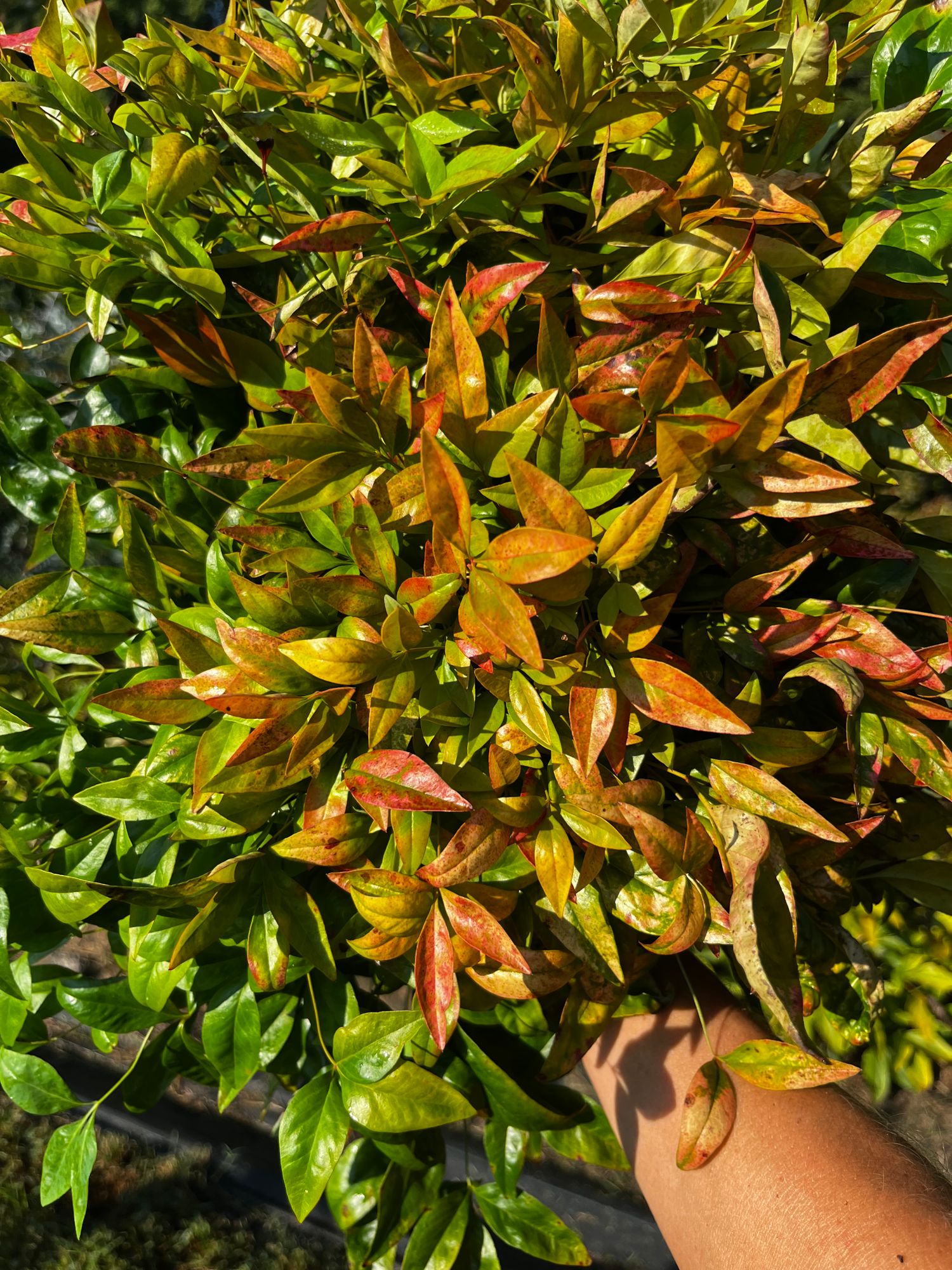 NANDINA domestica