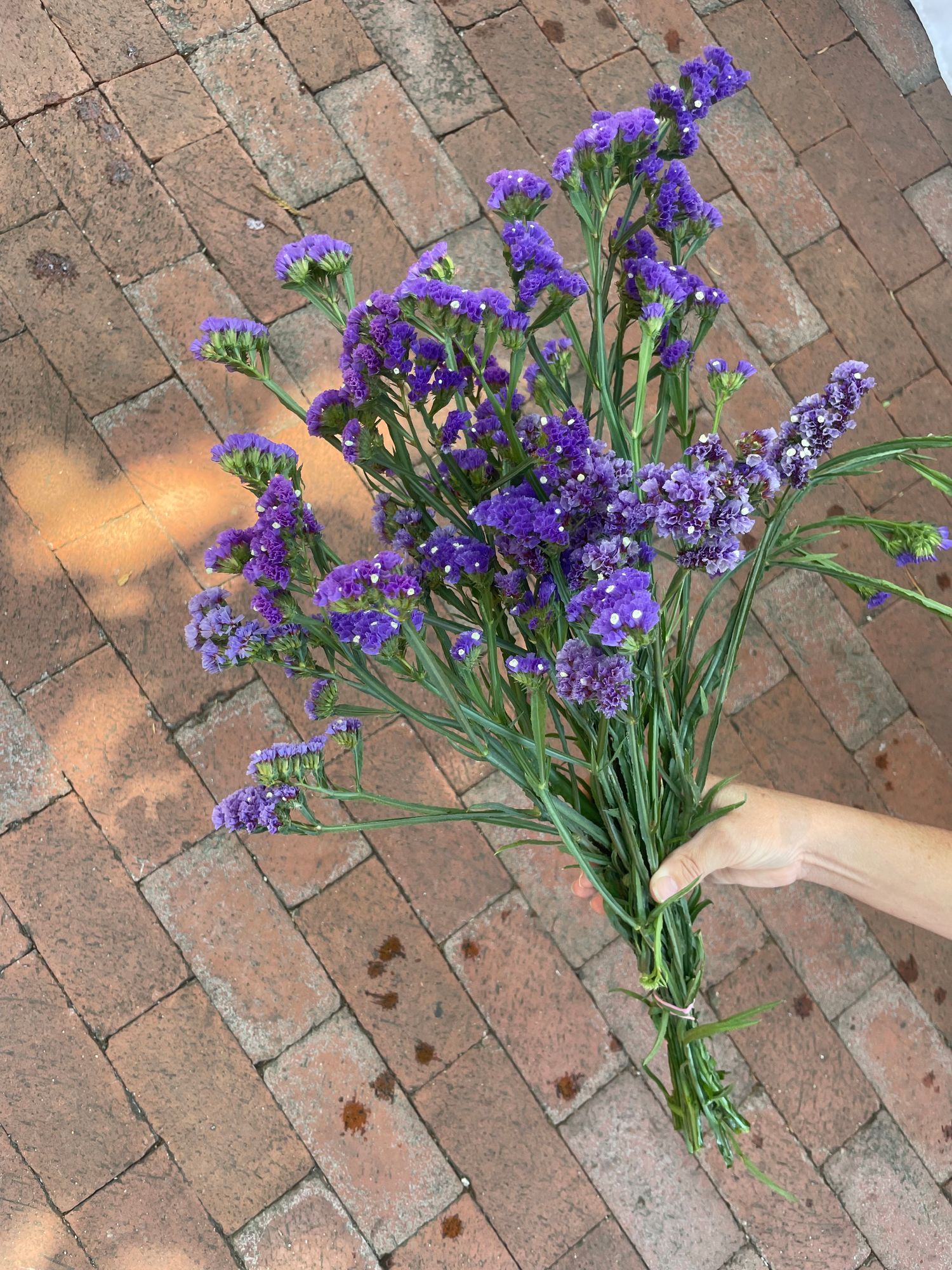 LIMONIUM sinuatum Seeker