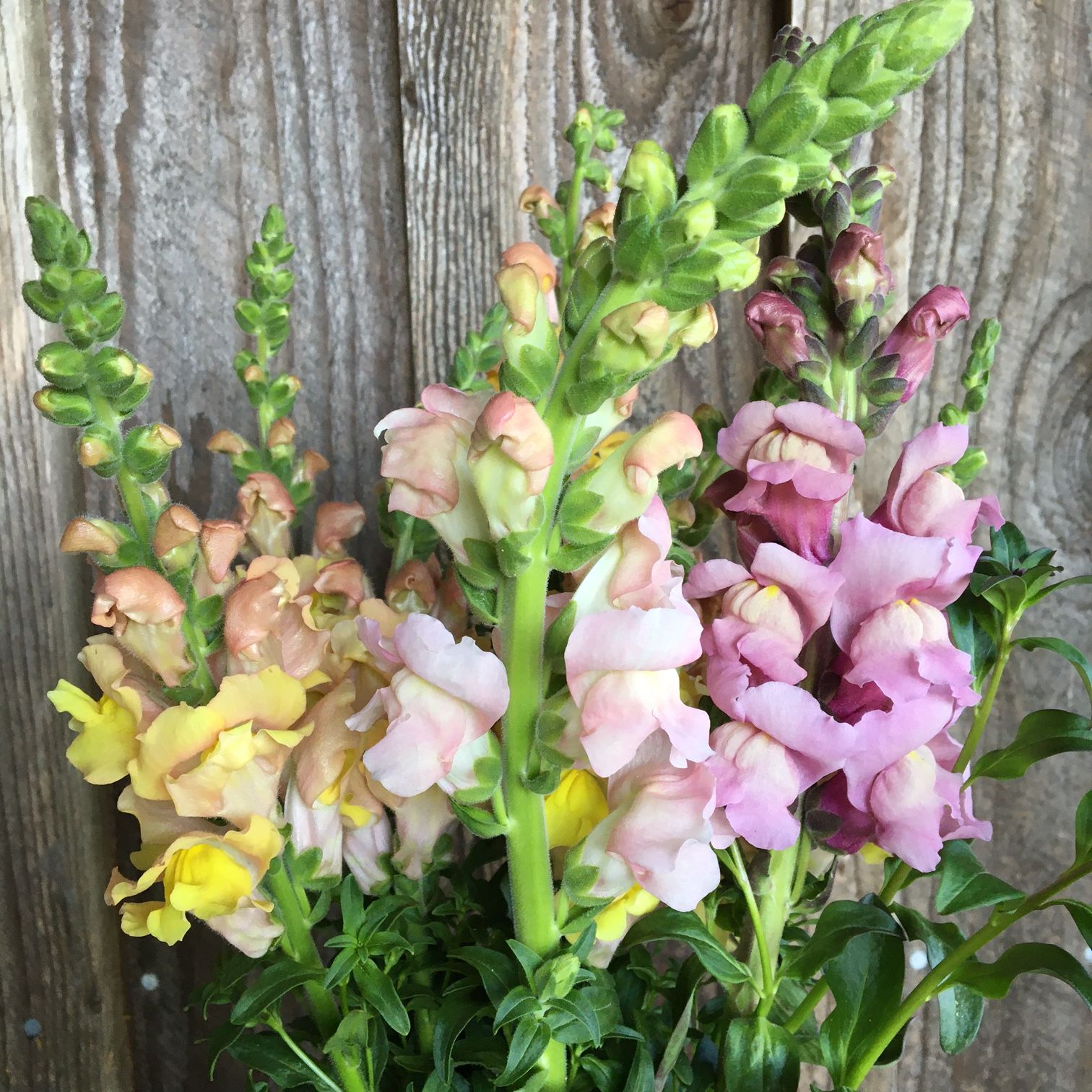 ANTIRRHINUM majus Costa