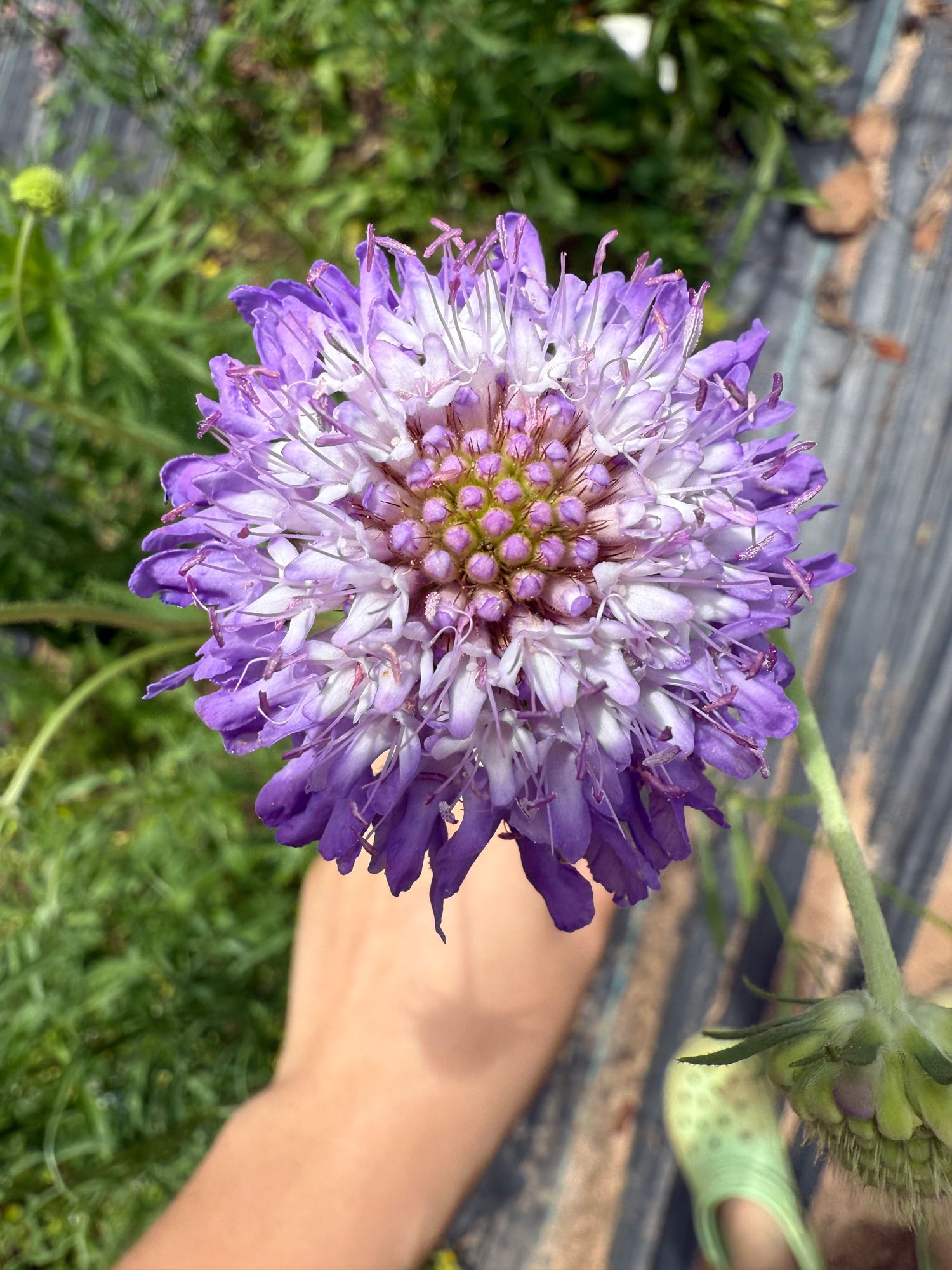 SCABIOSA atropurpurea Oxford Blue