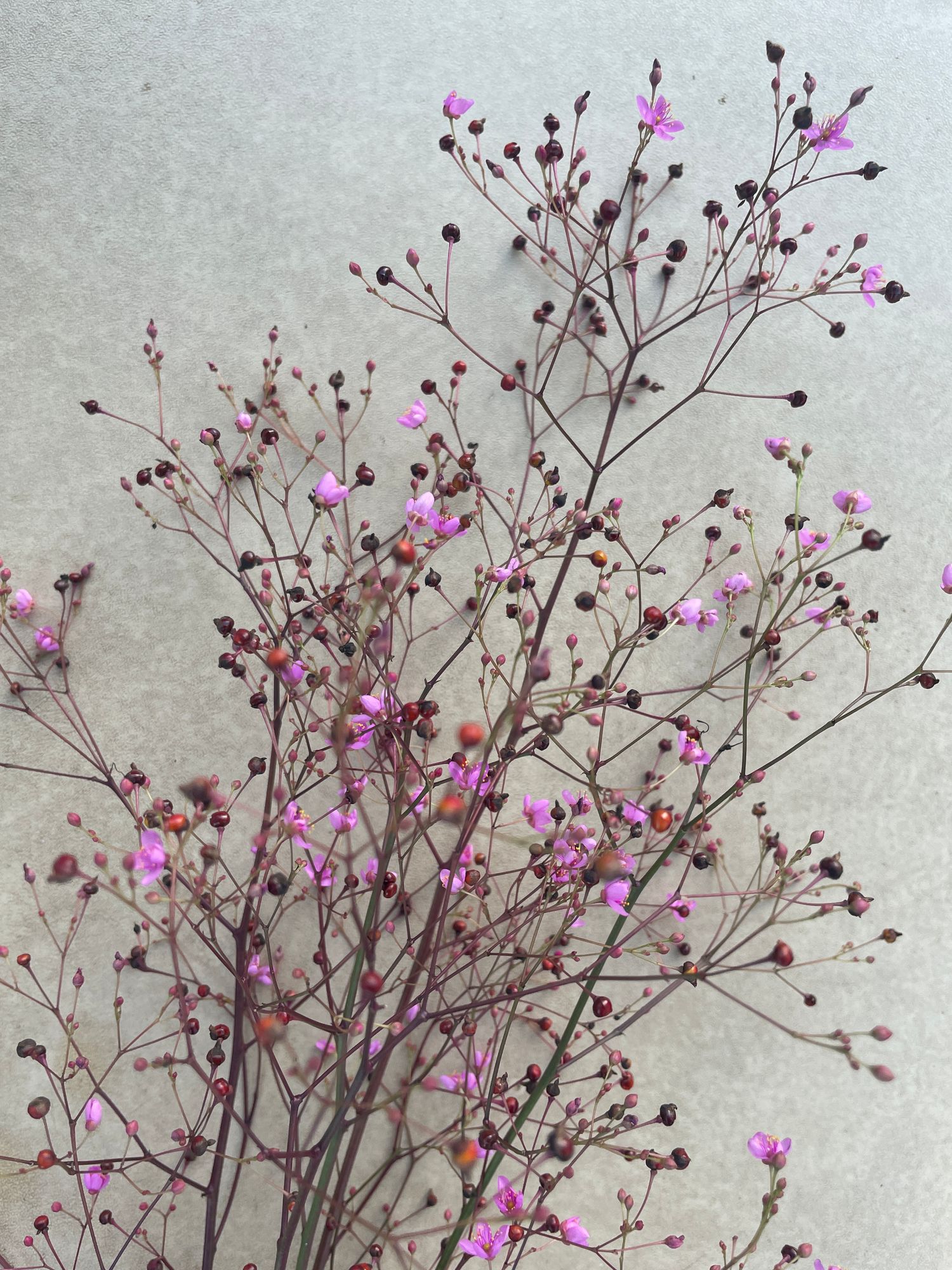 TALINUM paniculatum