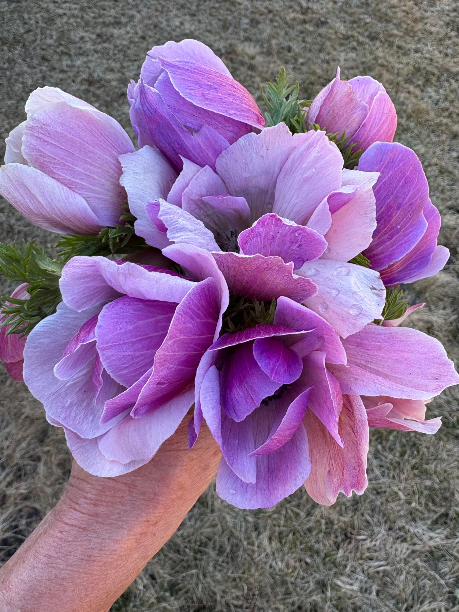 ANEMONE coronaria Mistral Plus Rarity