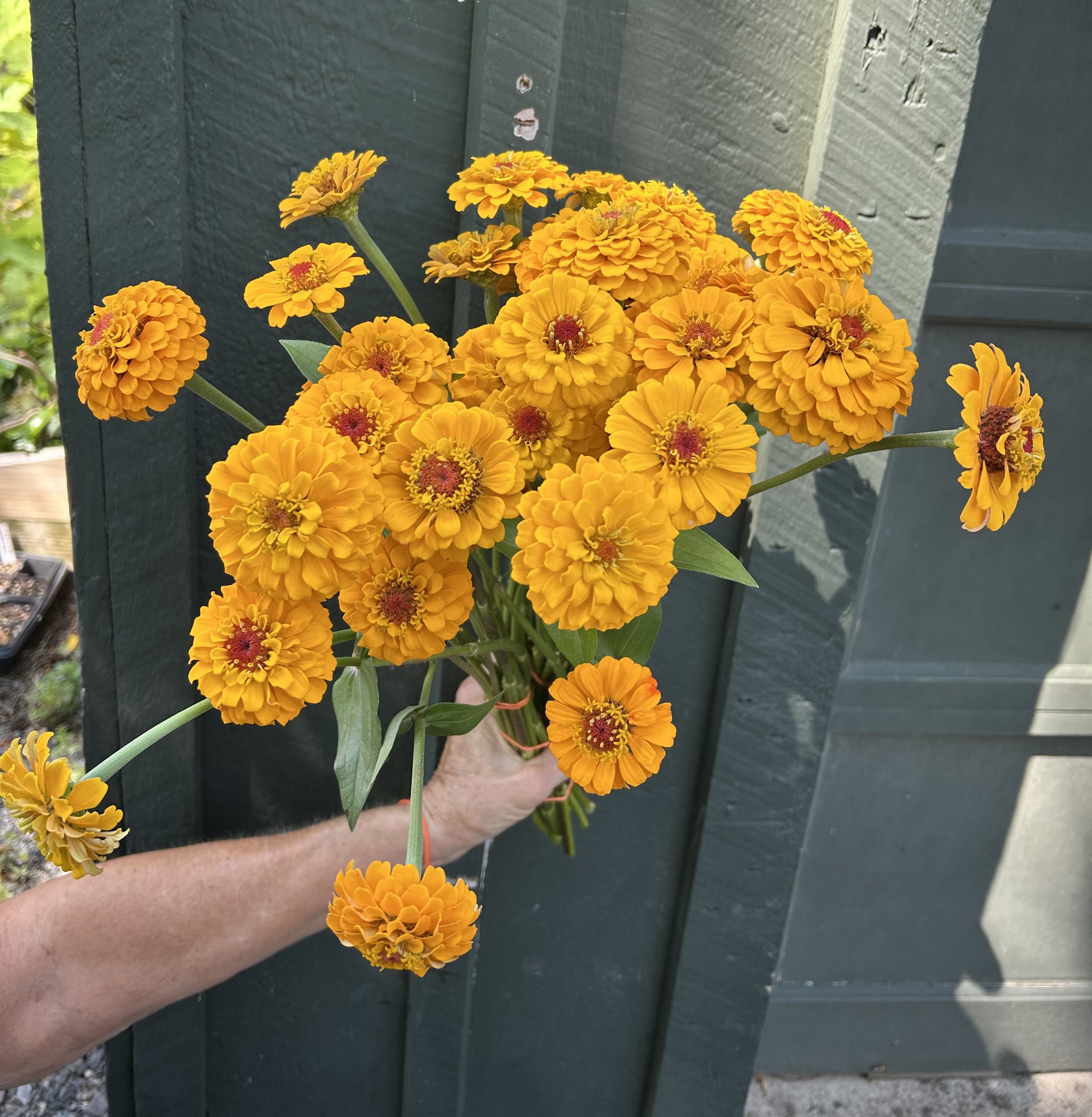 ZINNIA elegans Oklahoma Golden Yellow