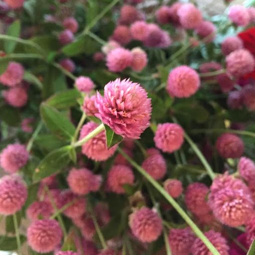 GOMPHRENA globosa Raspberry Cream