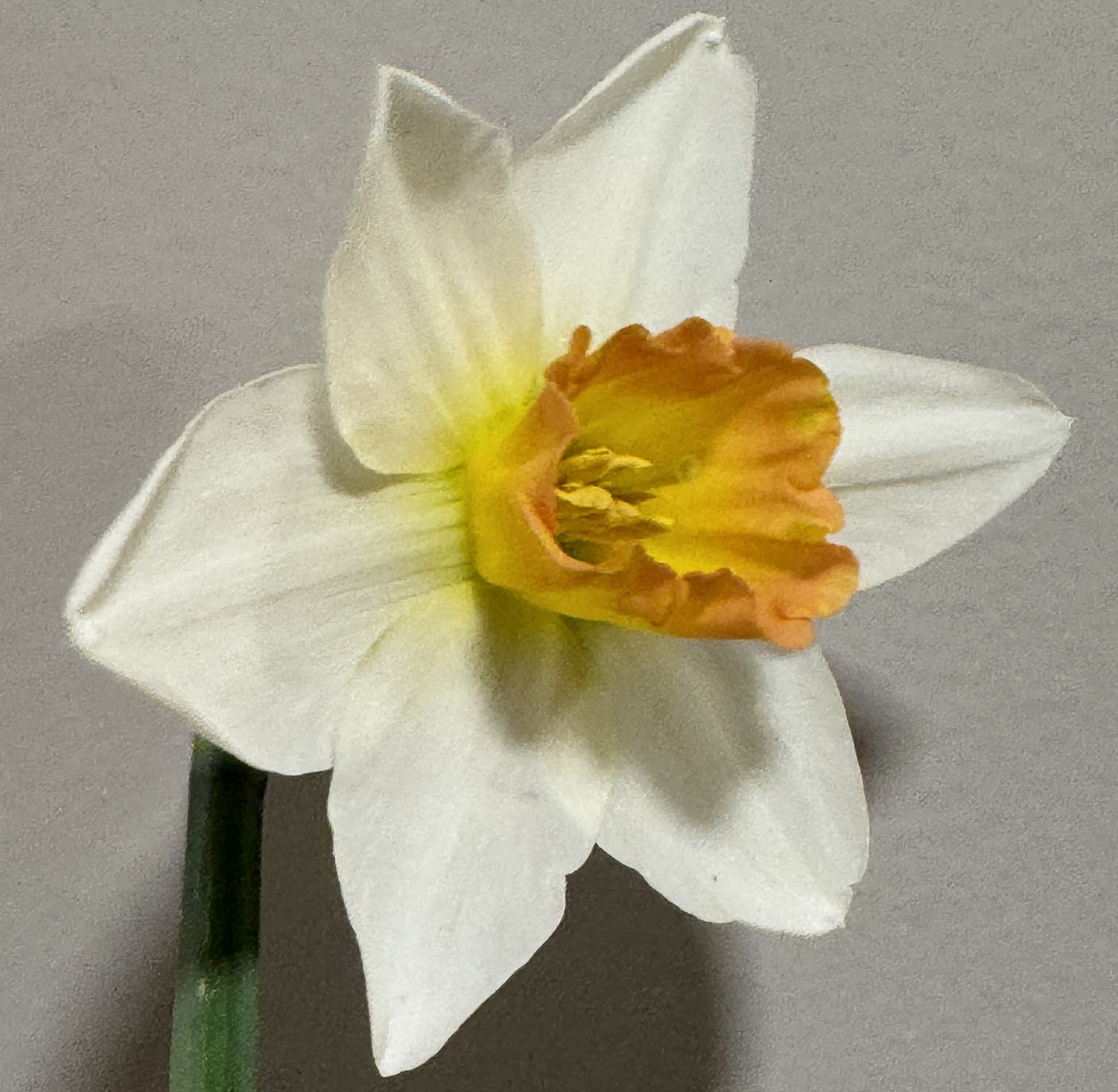 NARCISSUS
