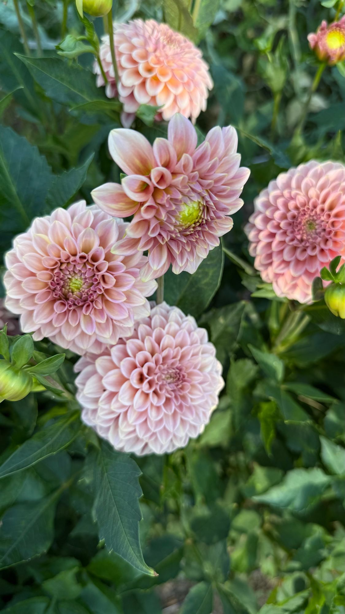 DAHLIA Rock Run Ashley