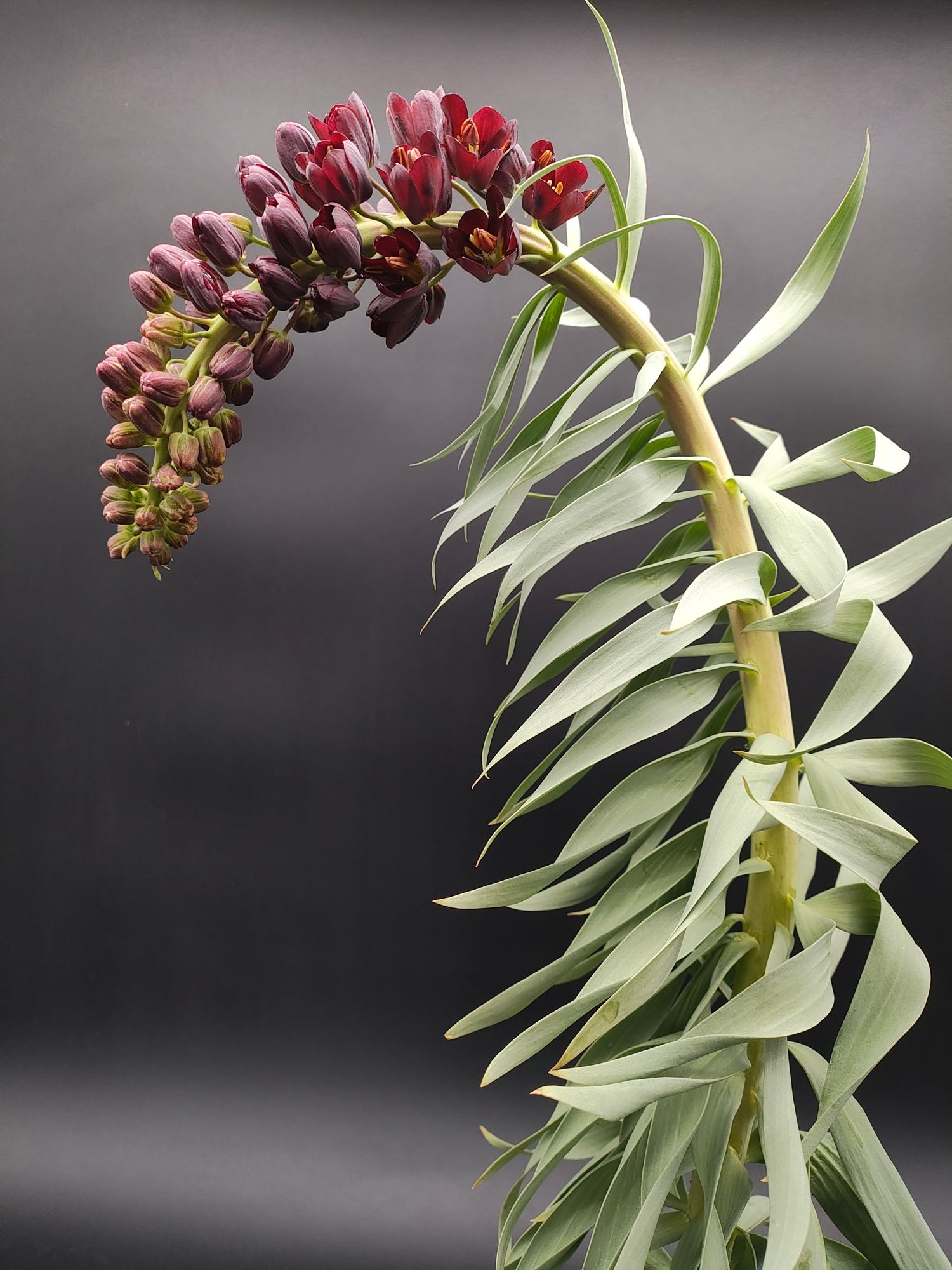 Fritillaria Persica by the stem
