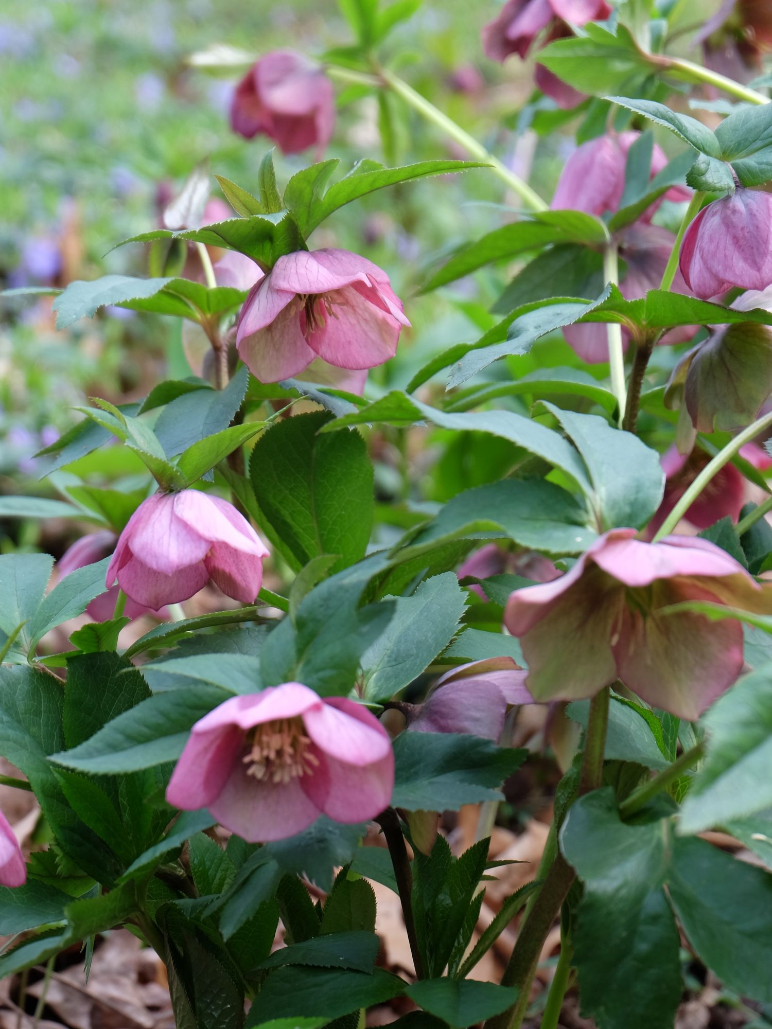 HELLEBORUS x hybridus