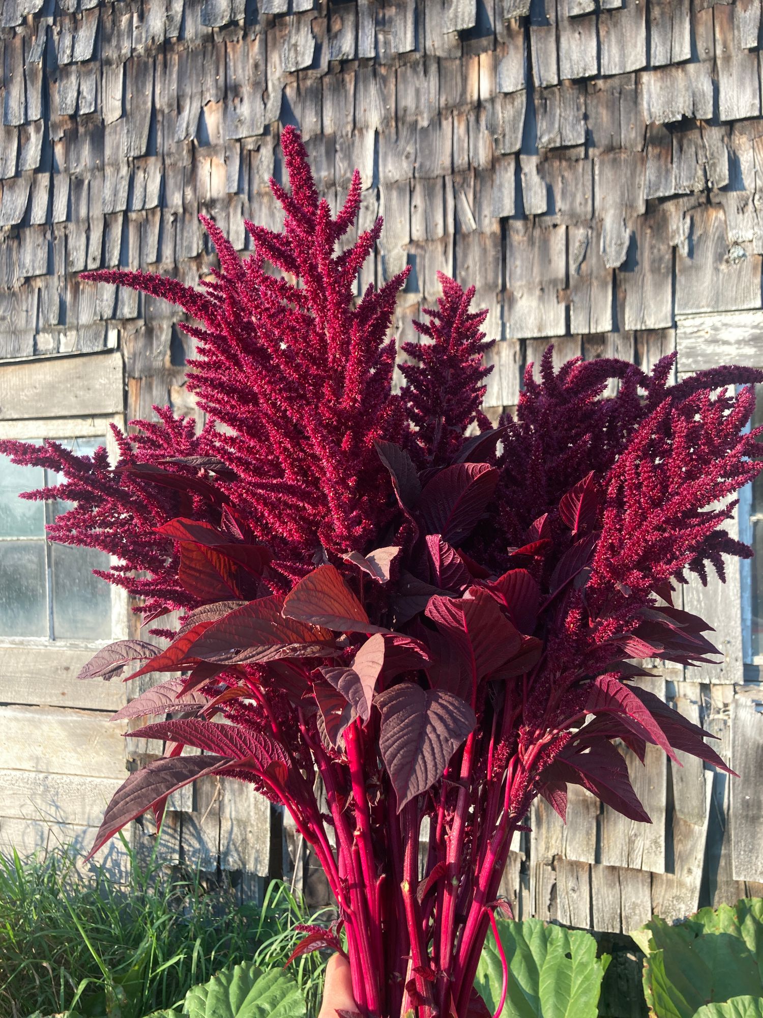 AMARANTHUS cruentus Velvet Curtains