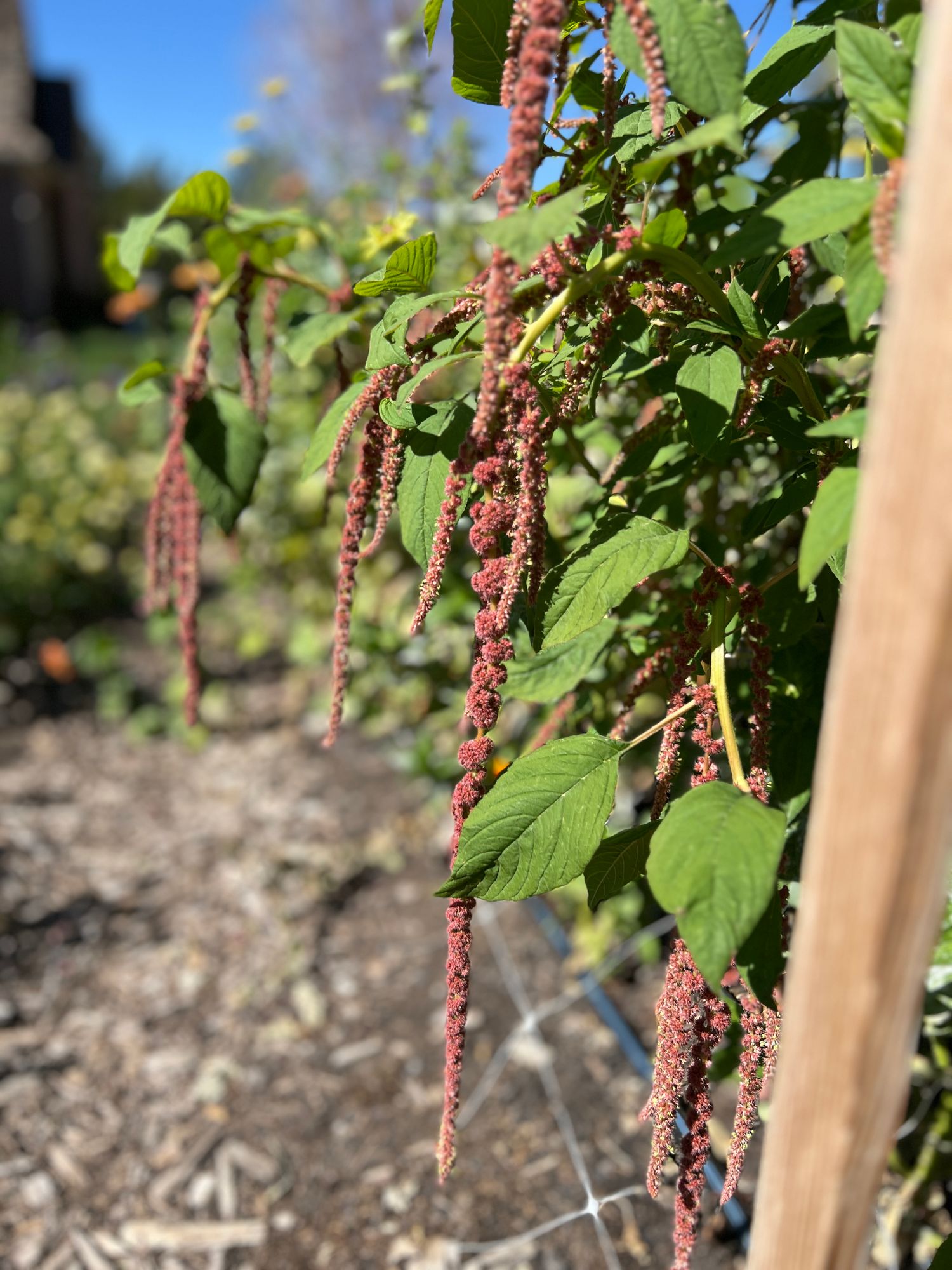 AMARANTHUS caudatus Coral Fountains