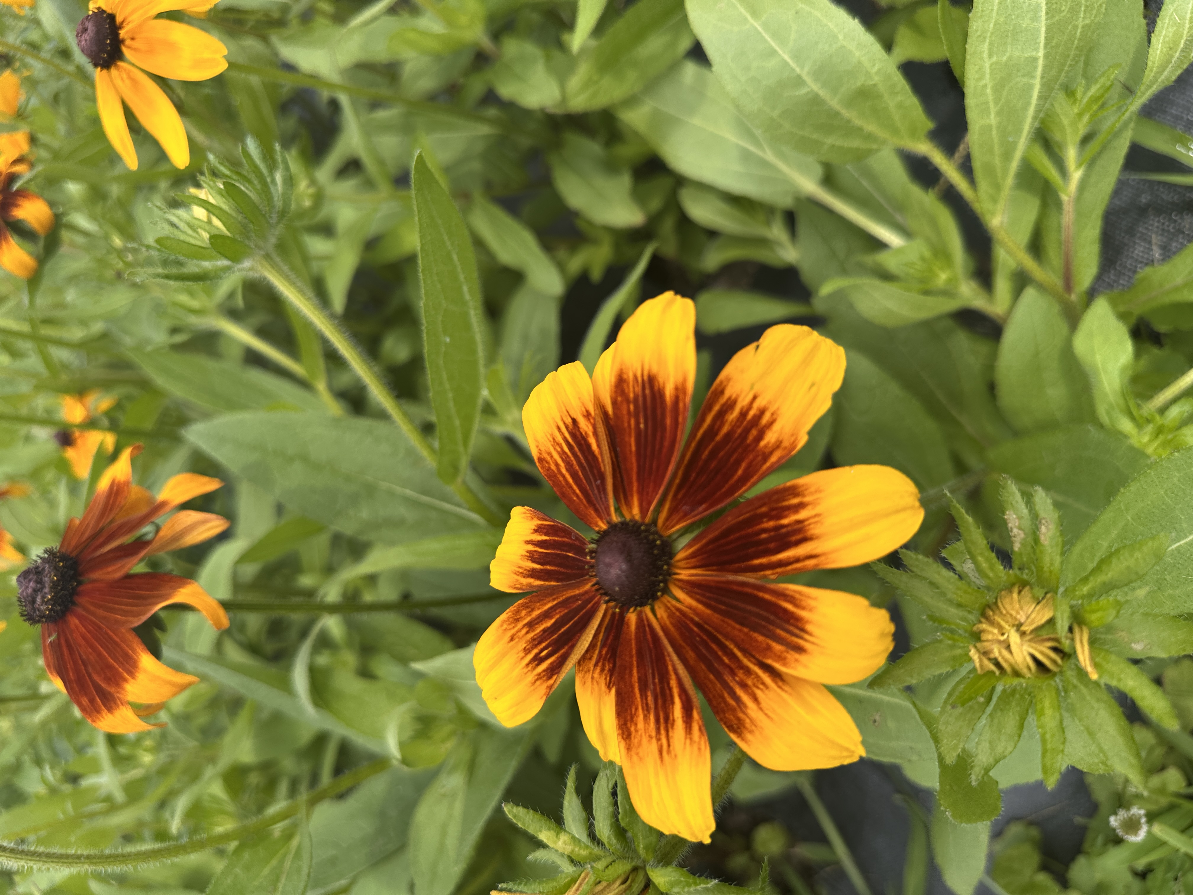 RUDBECKIA hirta Autumn Colors