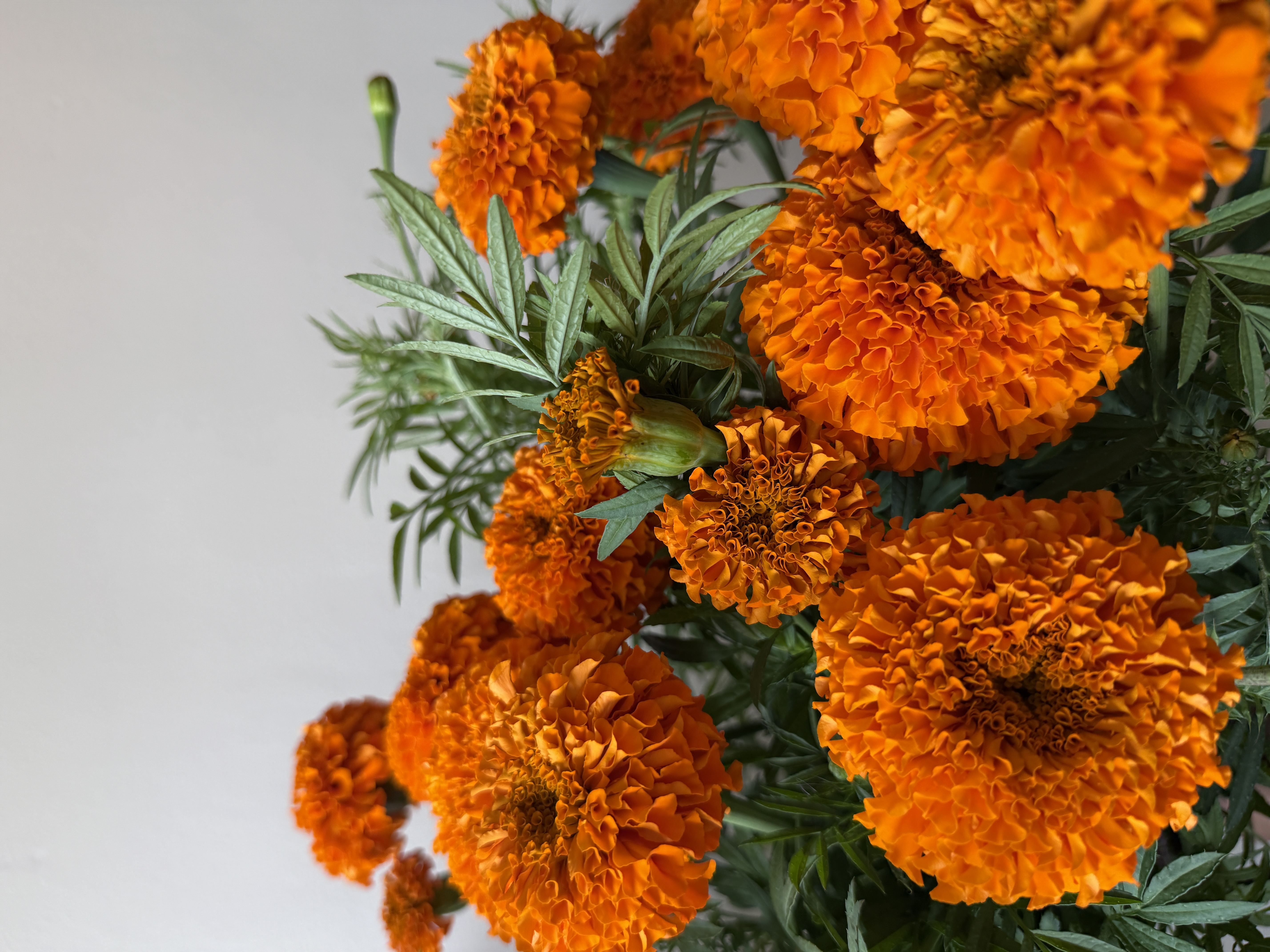 TAGETES erecta Xochi Orange