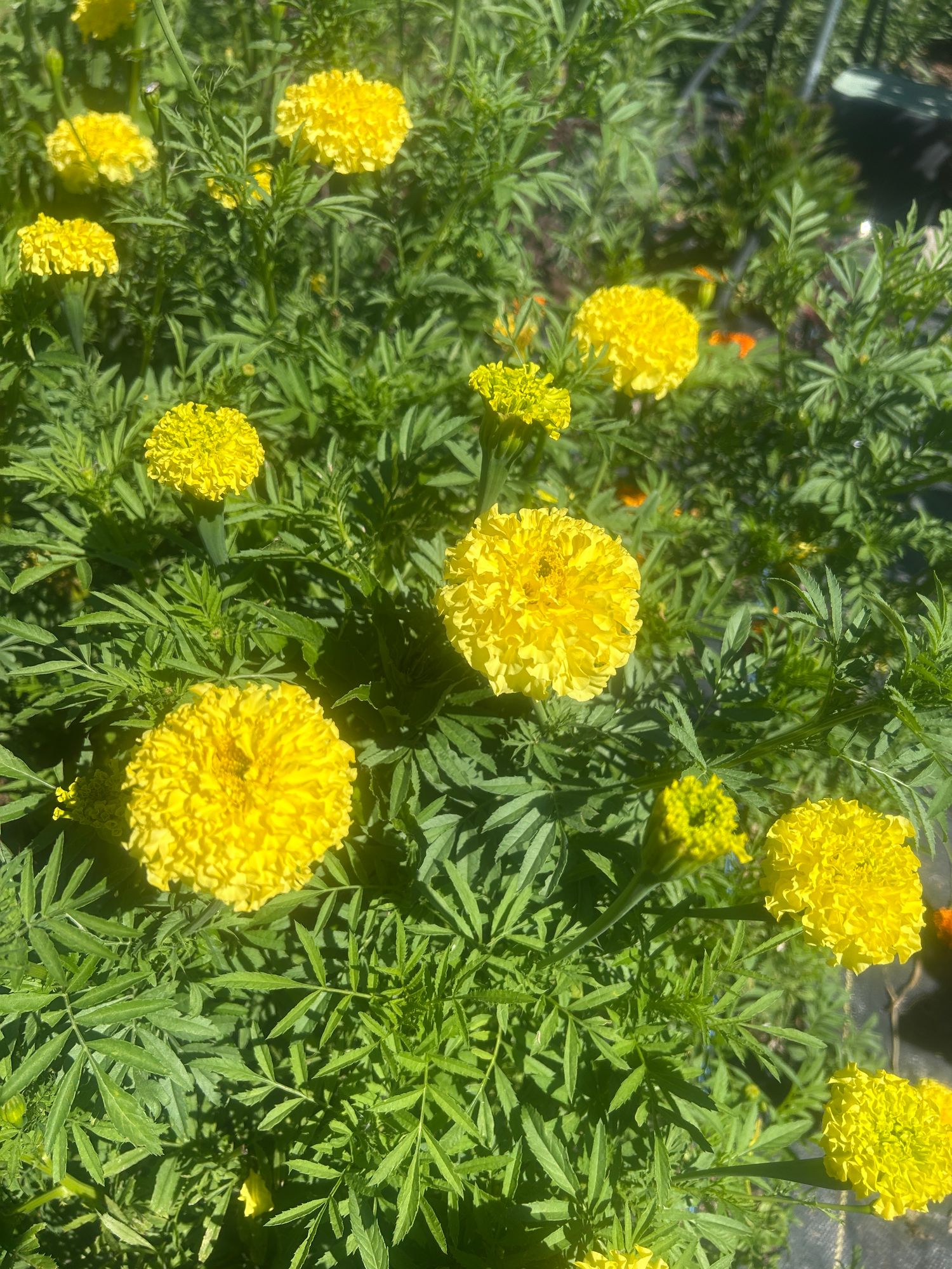 TAGETES erecta