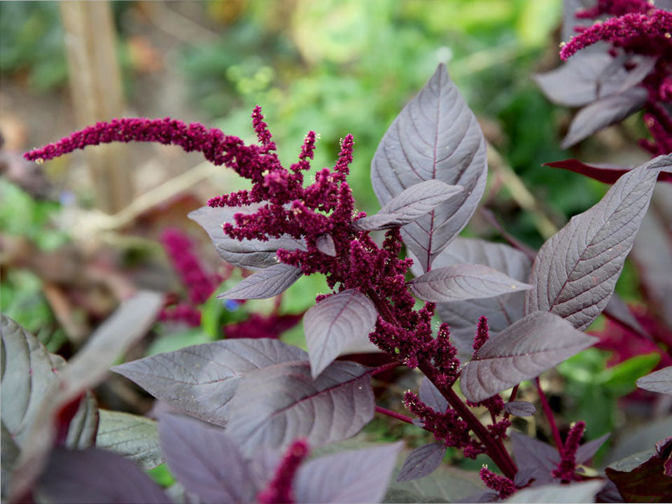 AMARANTHUS cruentus Hopi Red Dye