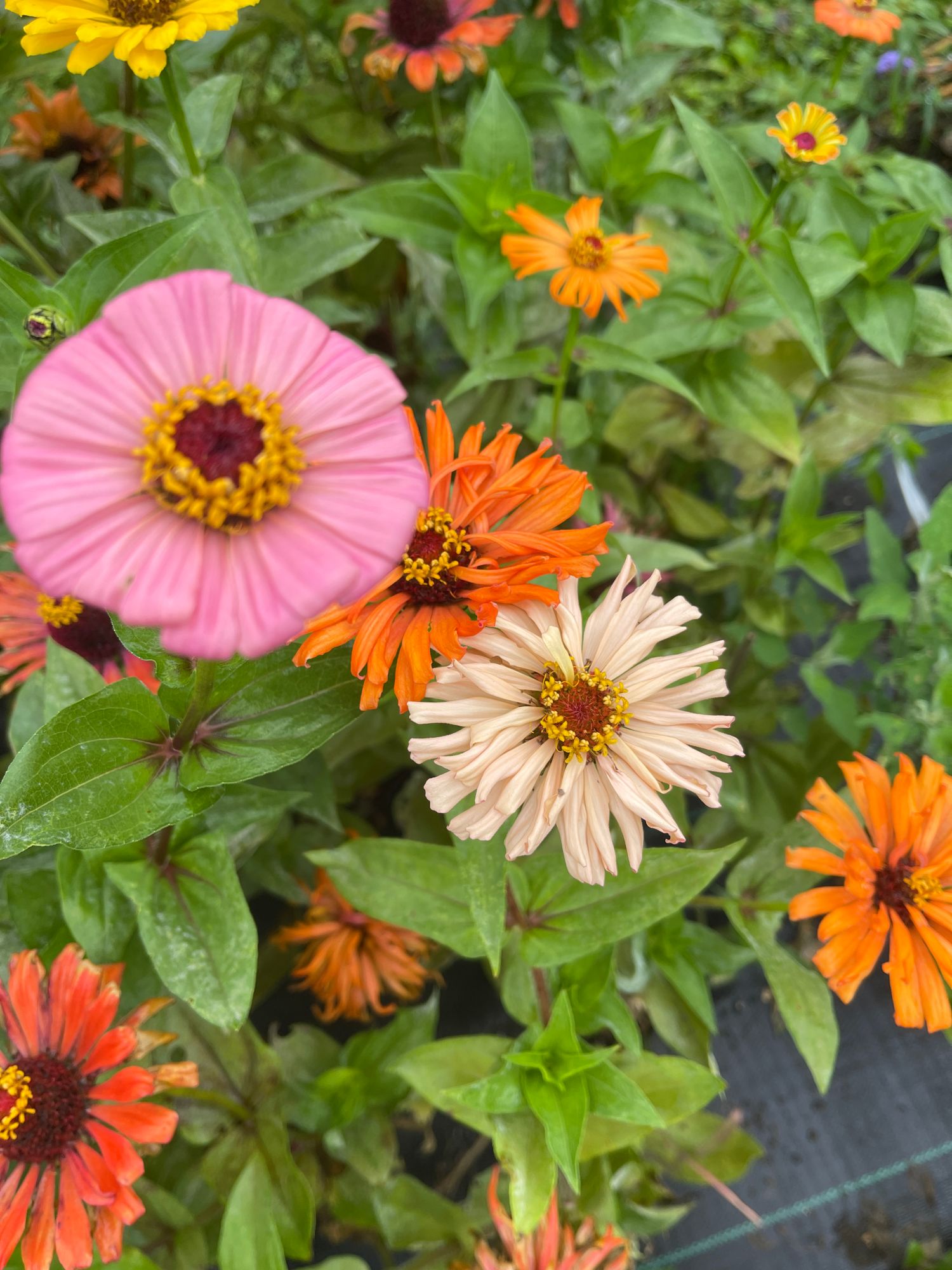 ZINNIA elegans Cactus