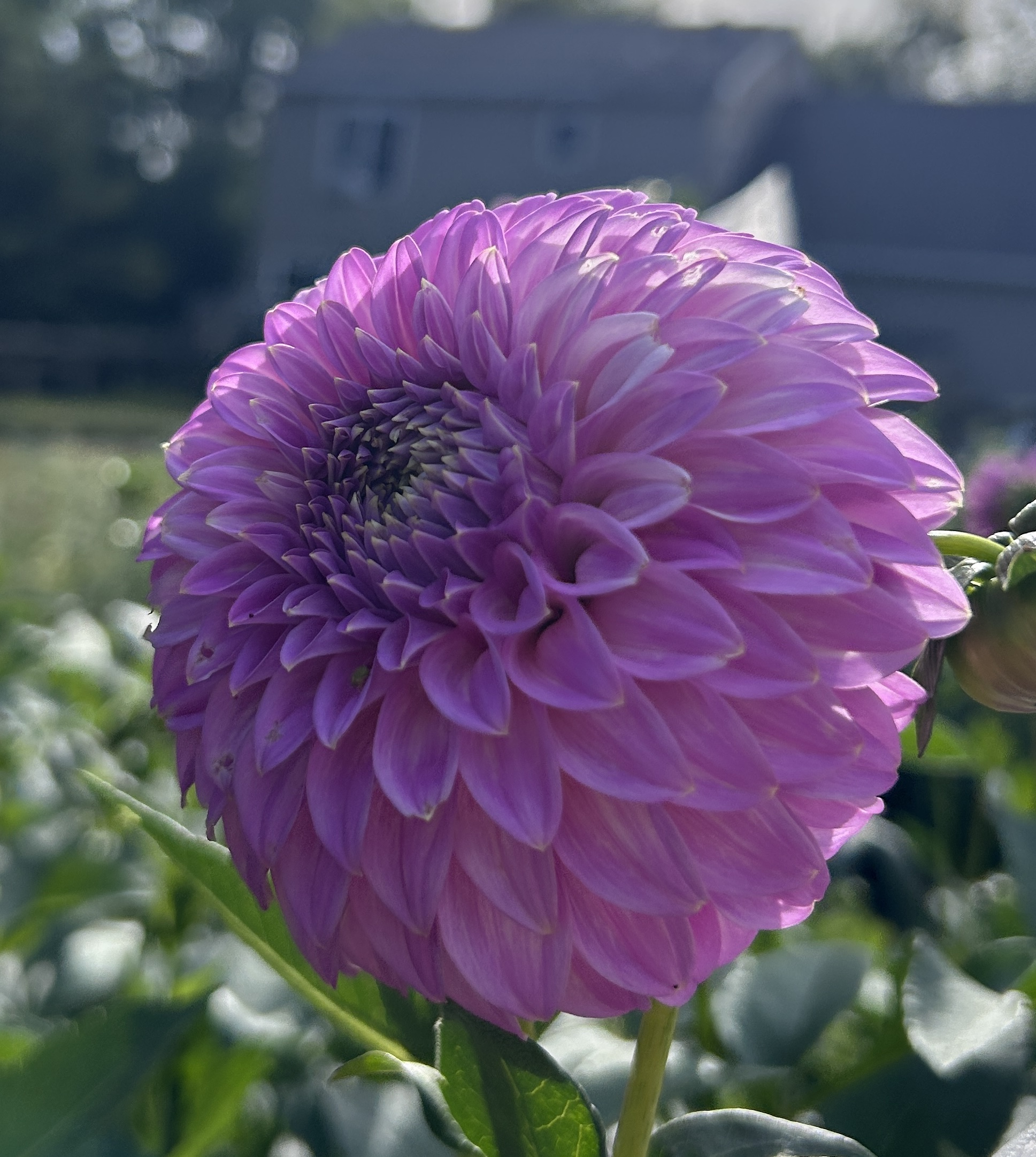 DAHLIA Bracken Sequel