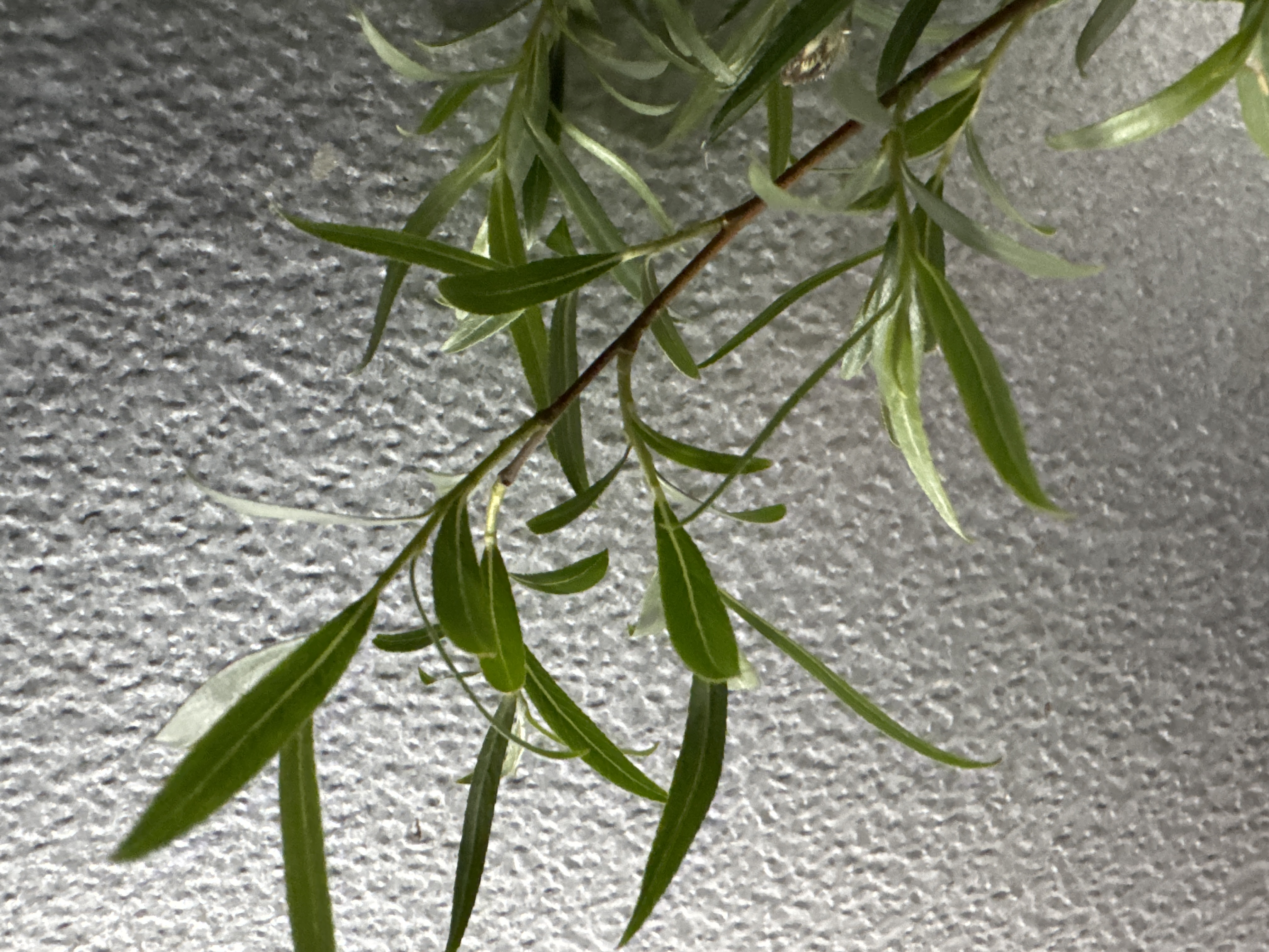 SALIX