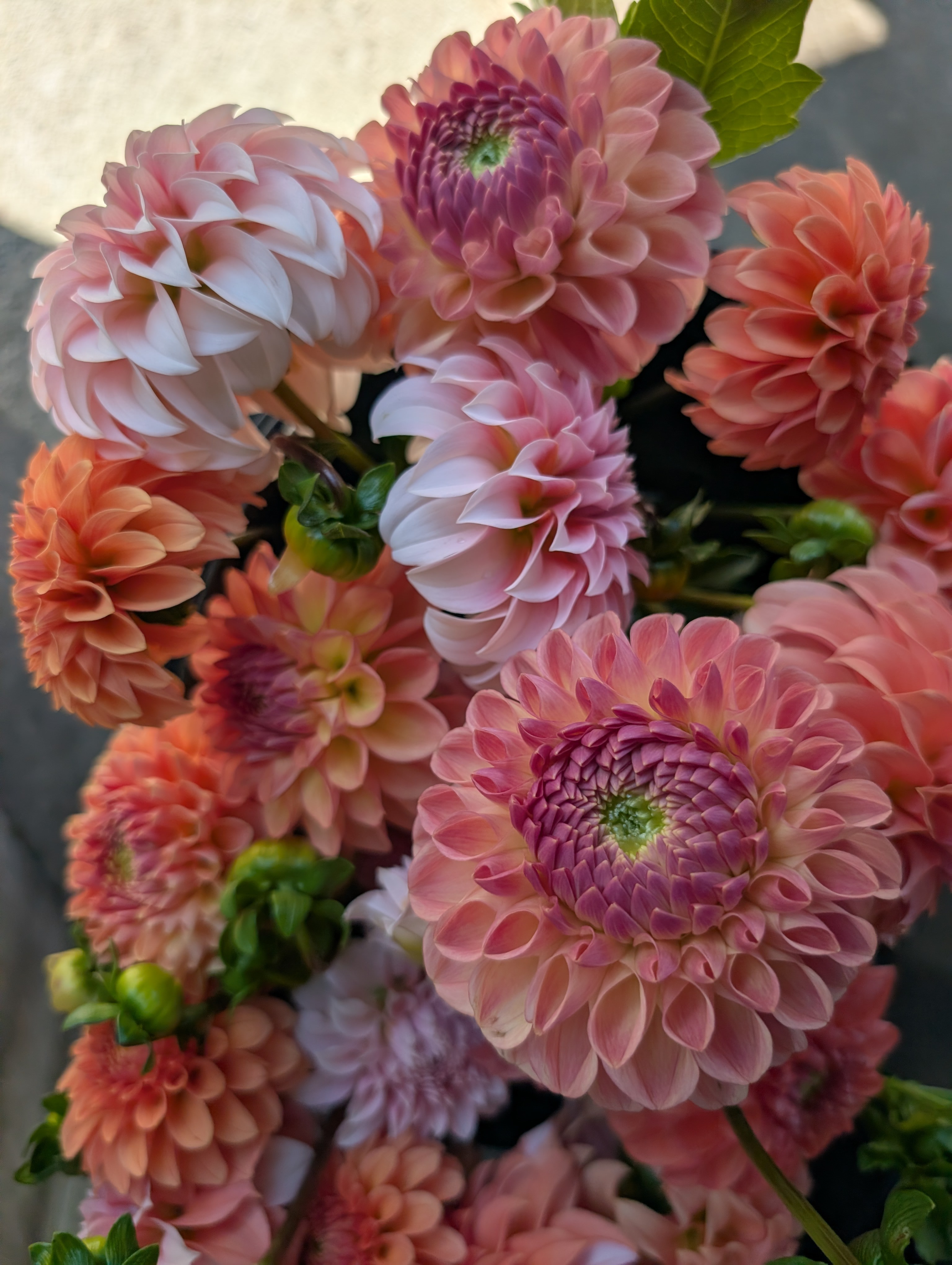 DAHLIA