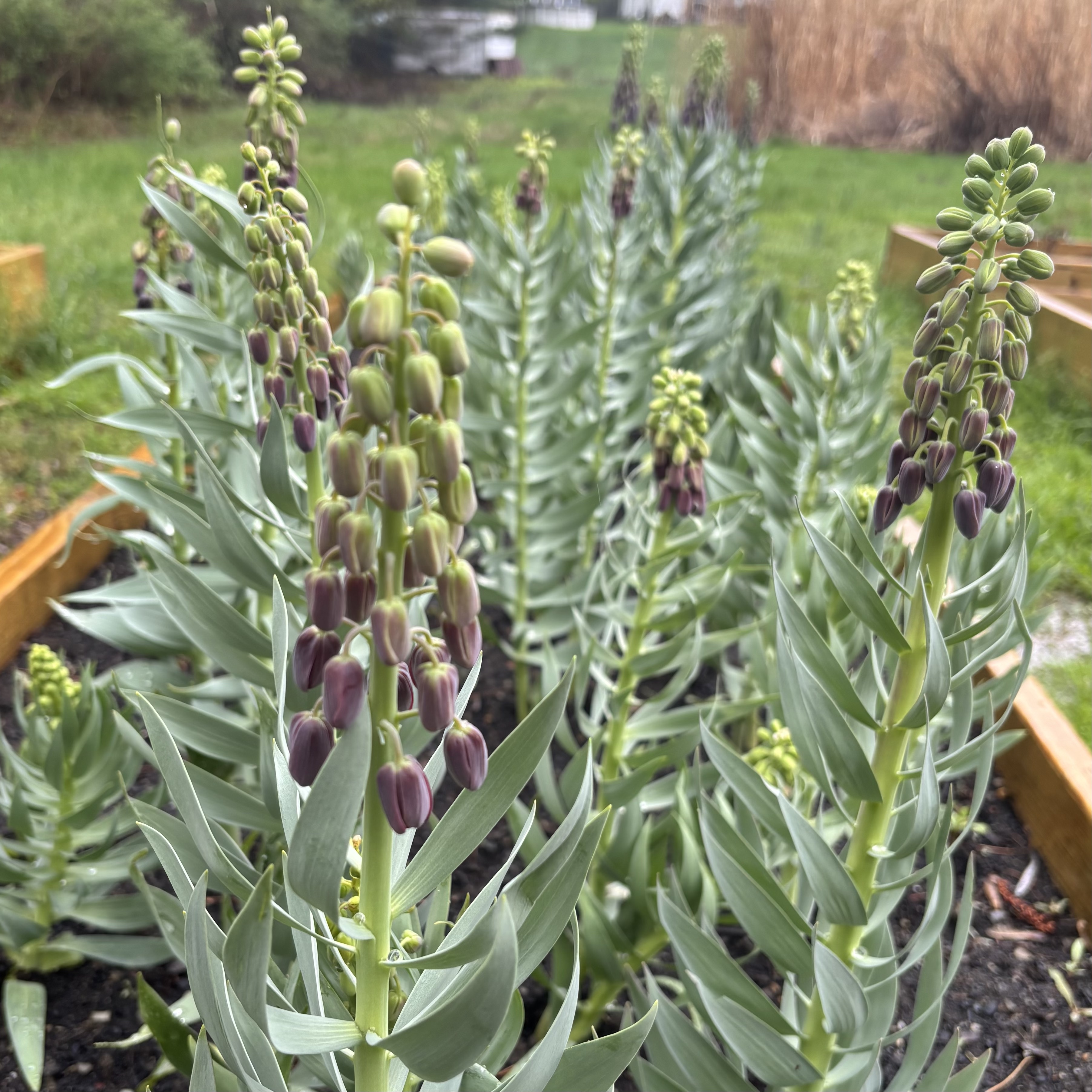 FRITILLARIA persica