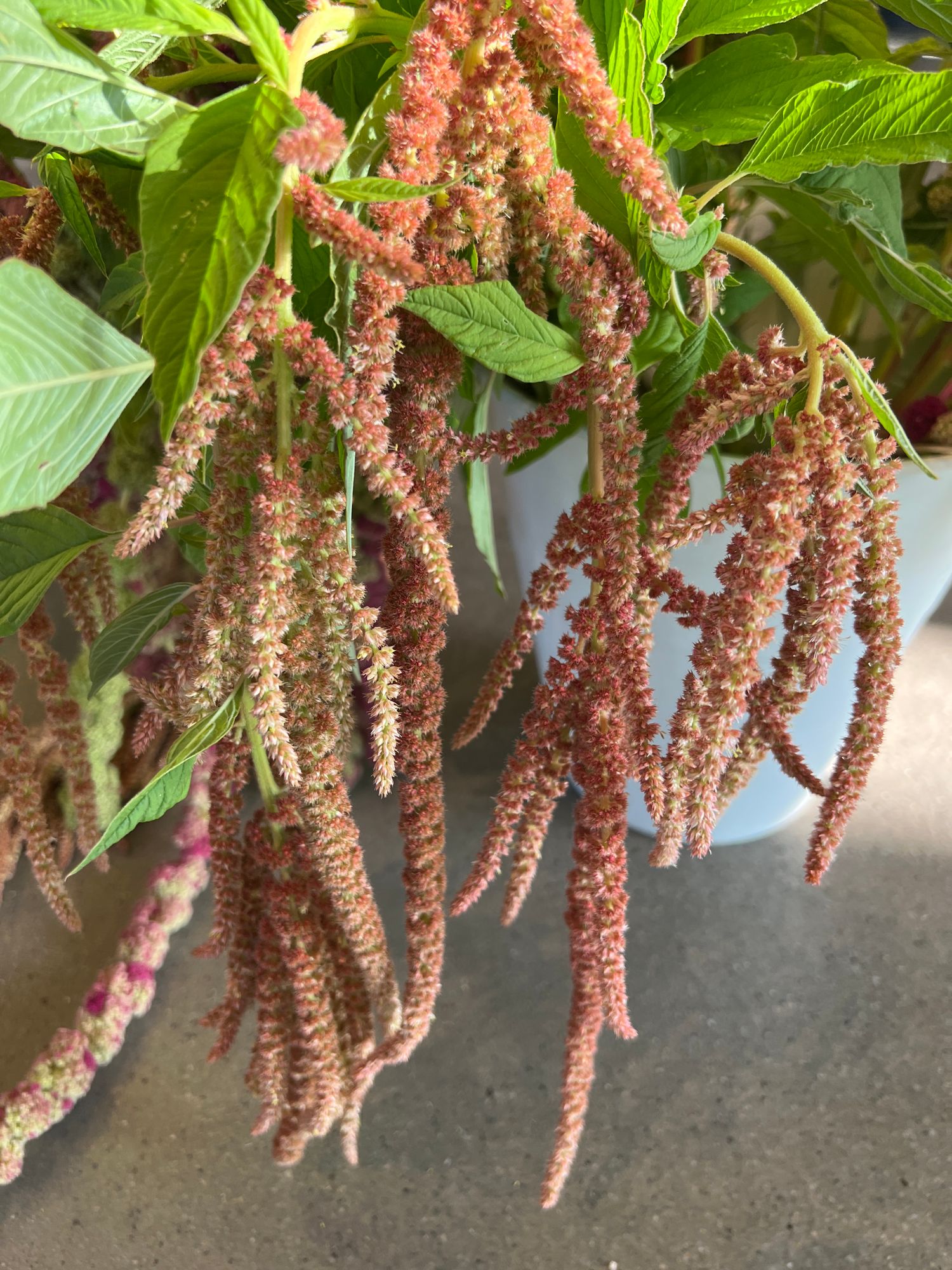 AMARANTHUS caudatus Coral Fountains