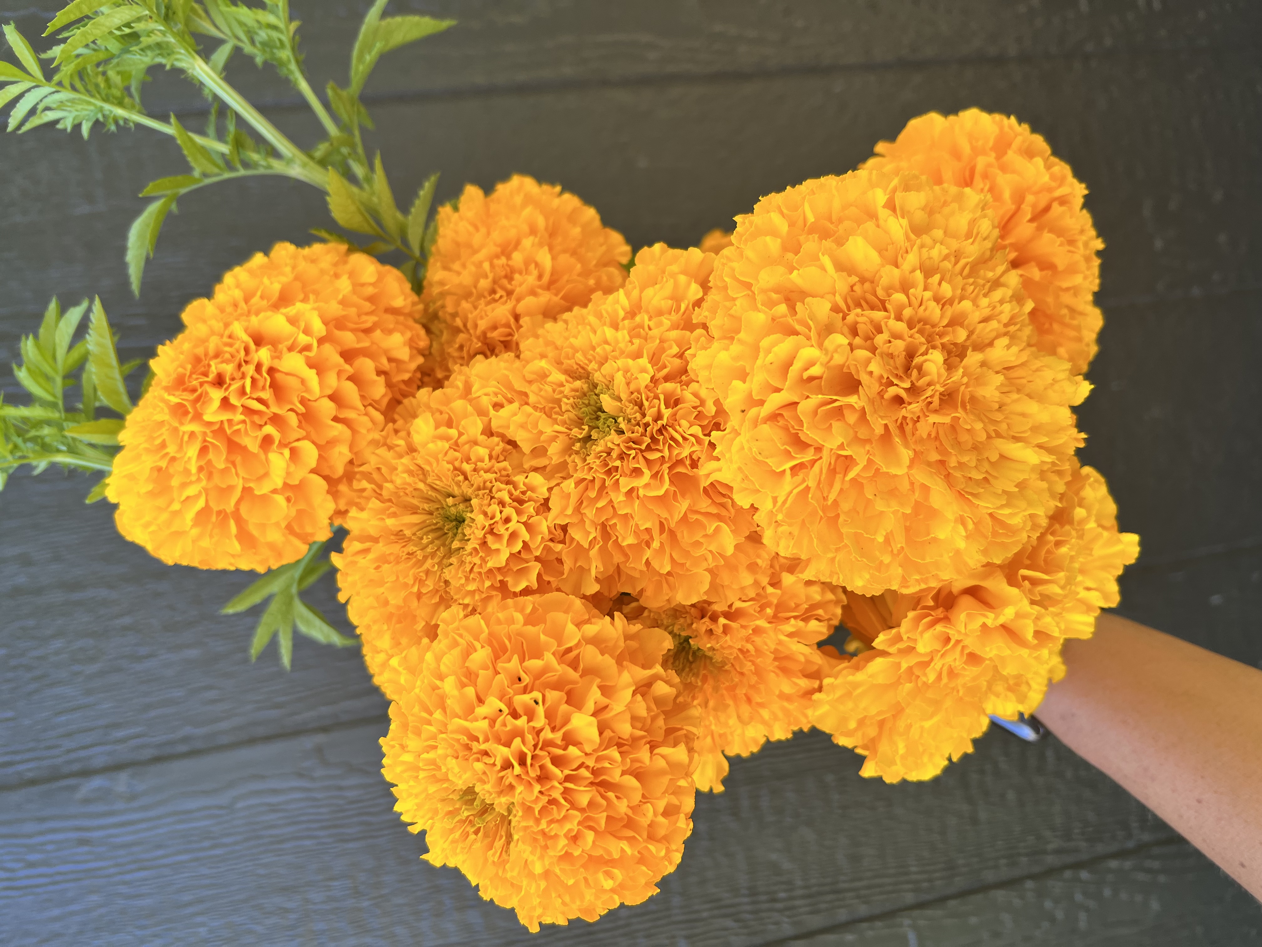 TAGETES erecta Giant Orange